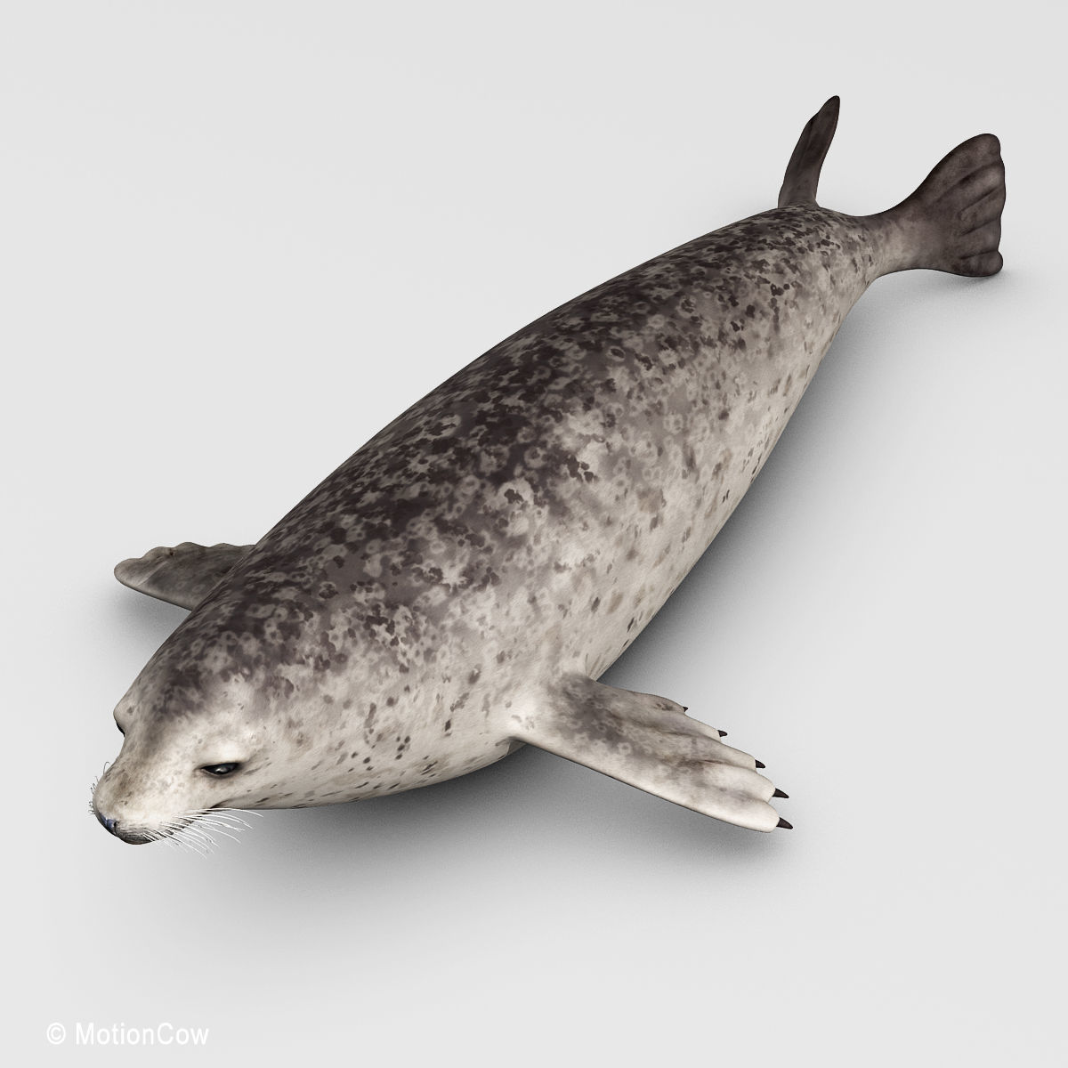 Harbor Seal 3D model_11