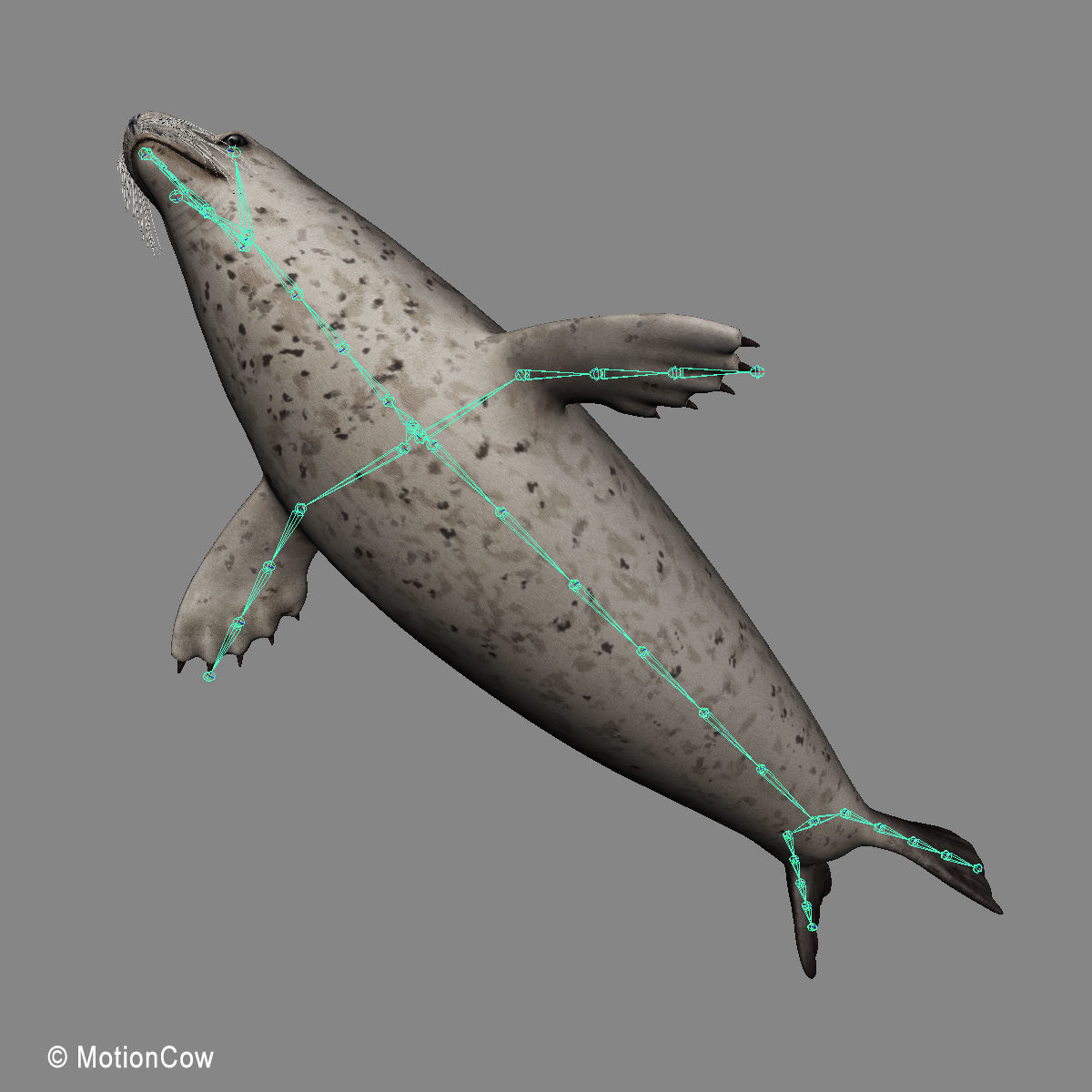 Harbor Seal 3D model_17