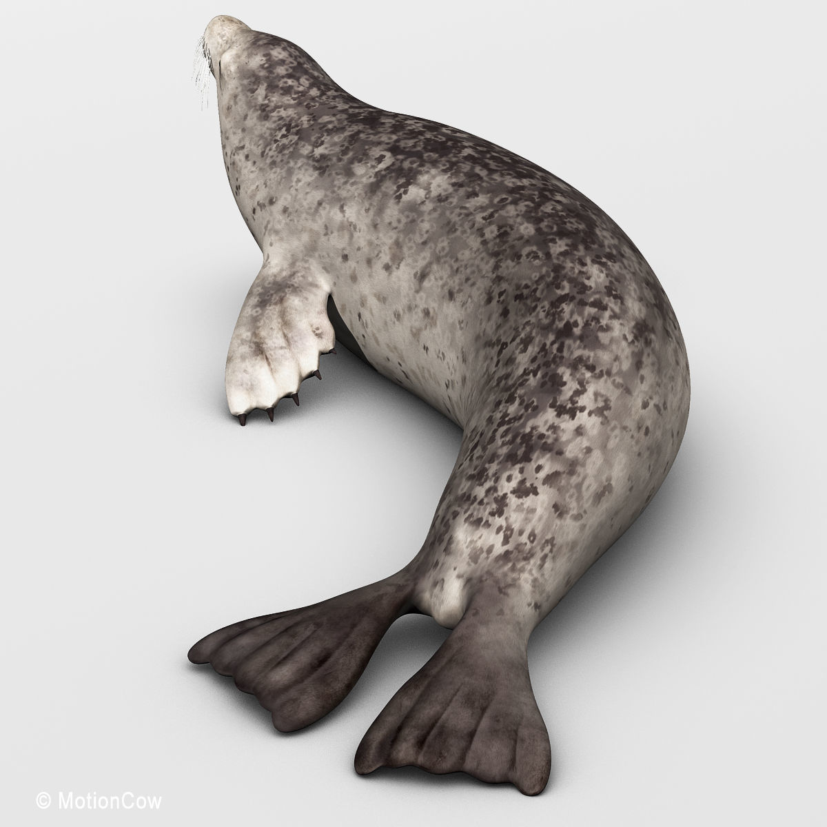 Harbor Seal 3D model_2