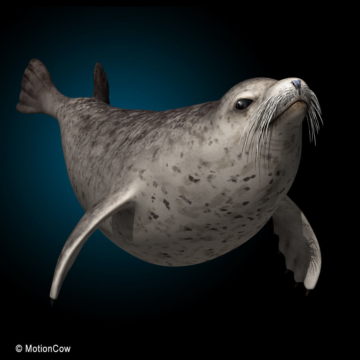 Harbor Seal 3D model_1