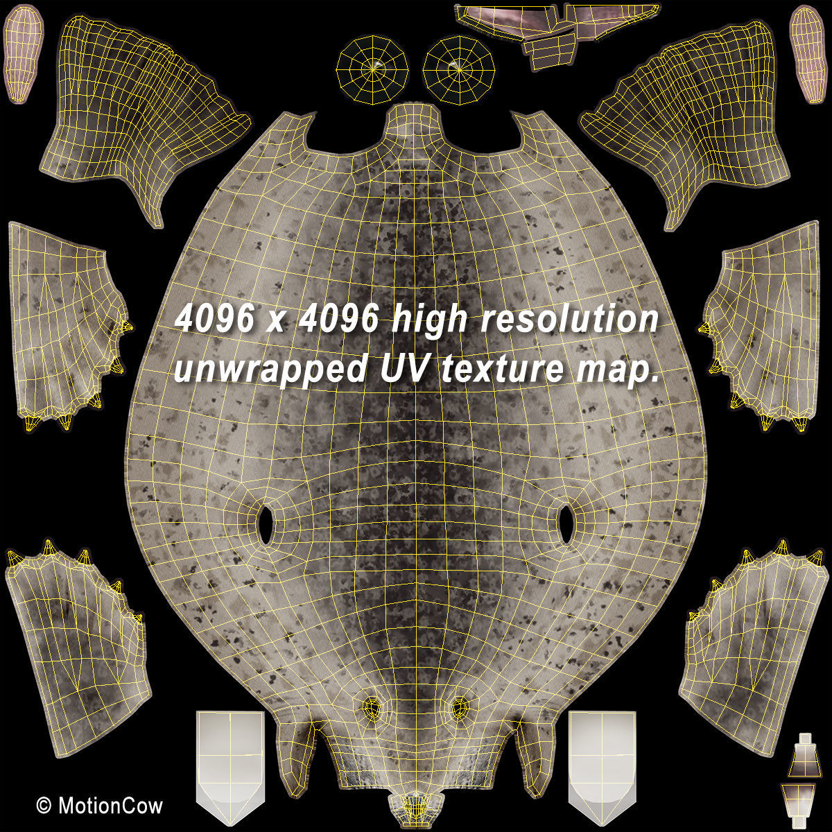 Harbor Seal 3D model_18