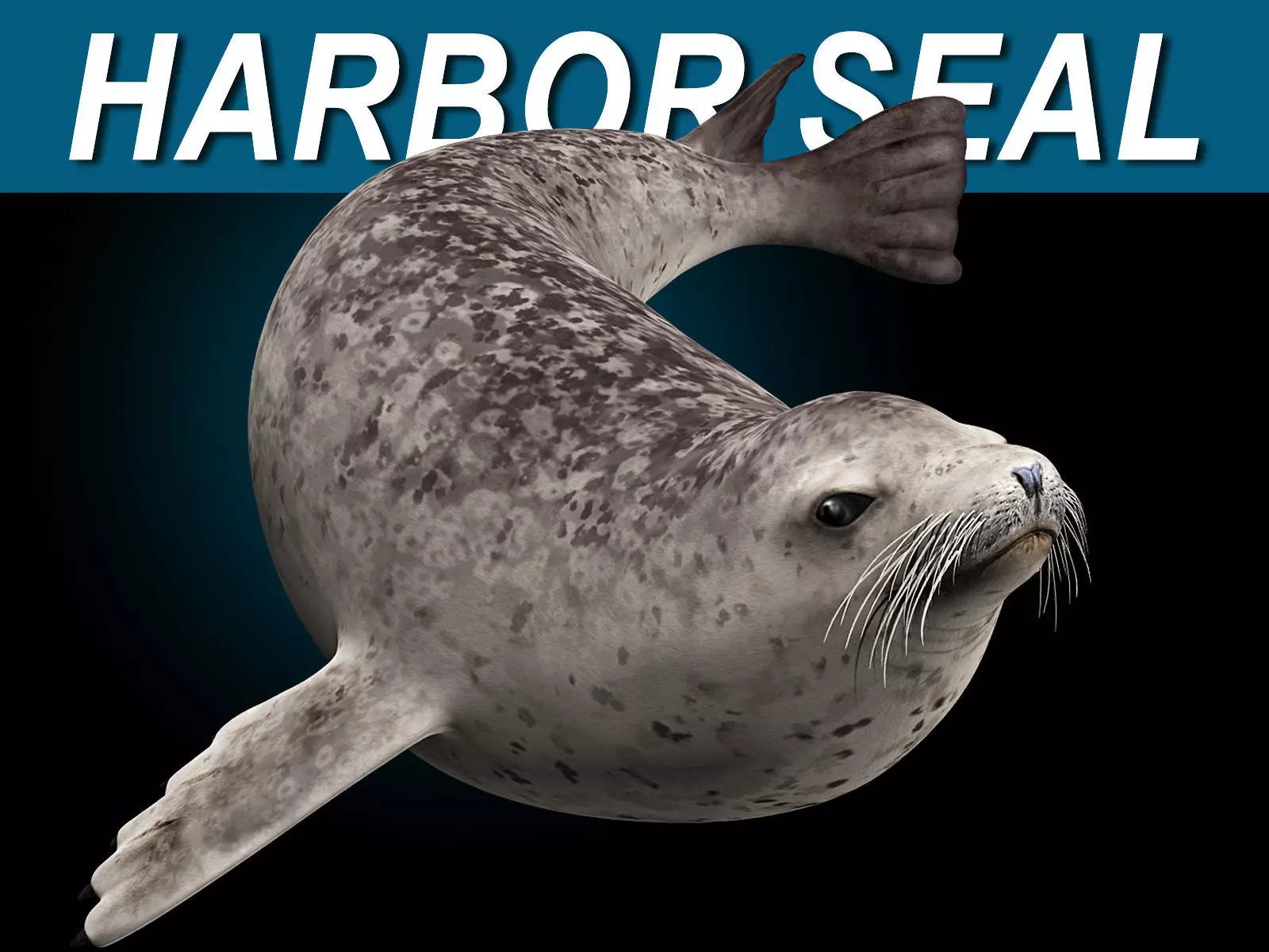 Harbor Seal 3D model_0