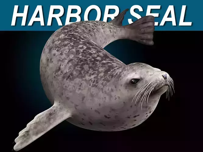 Harbor Seal 3D model