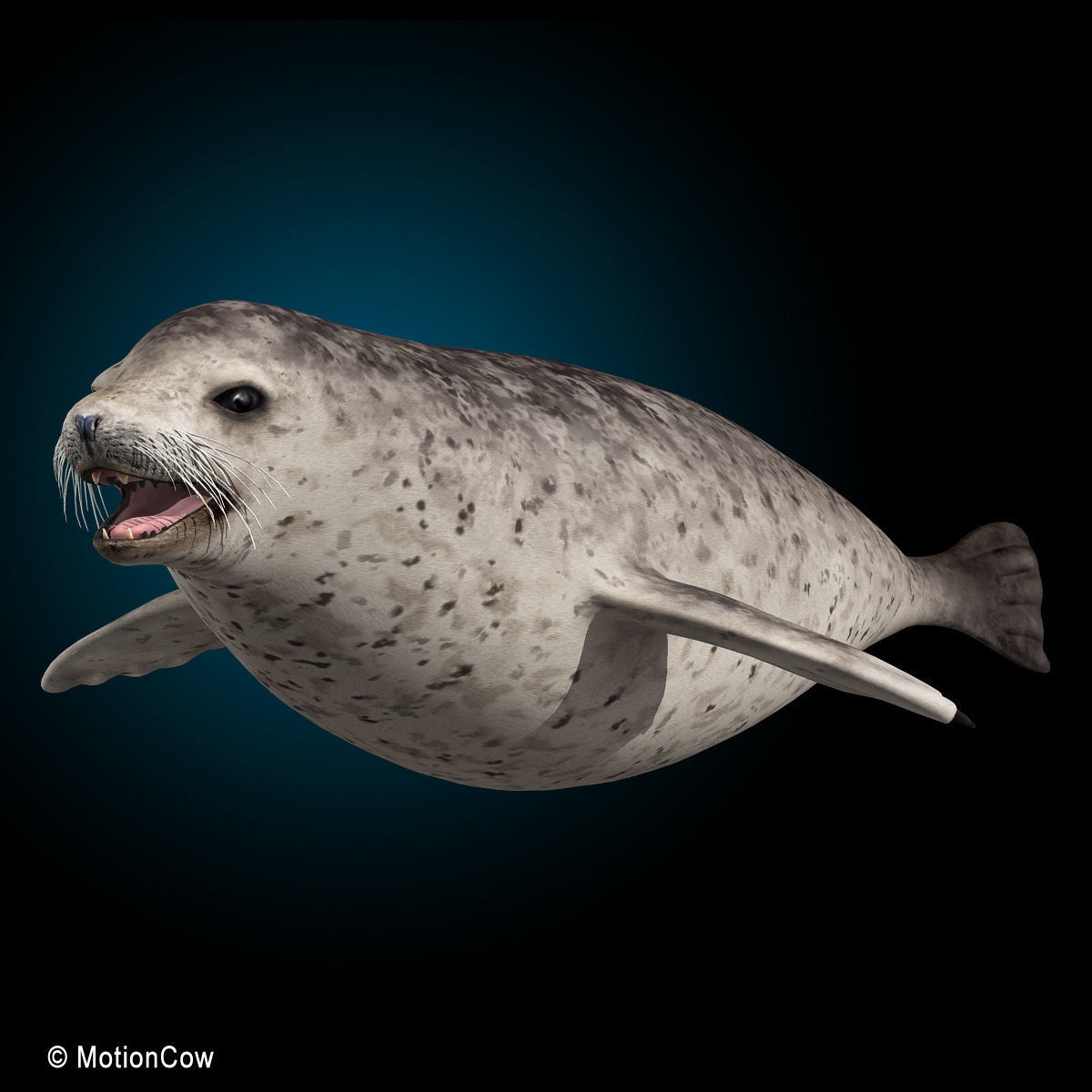Harbor Seal 3D model_15