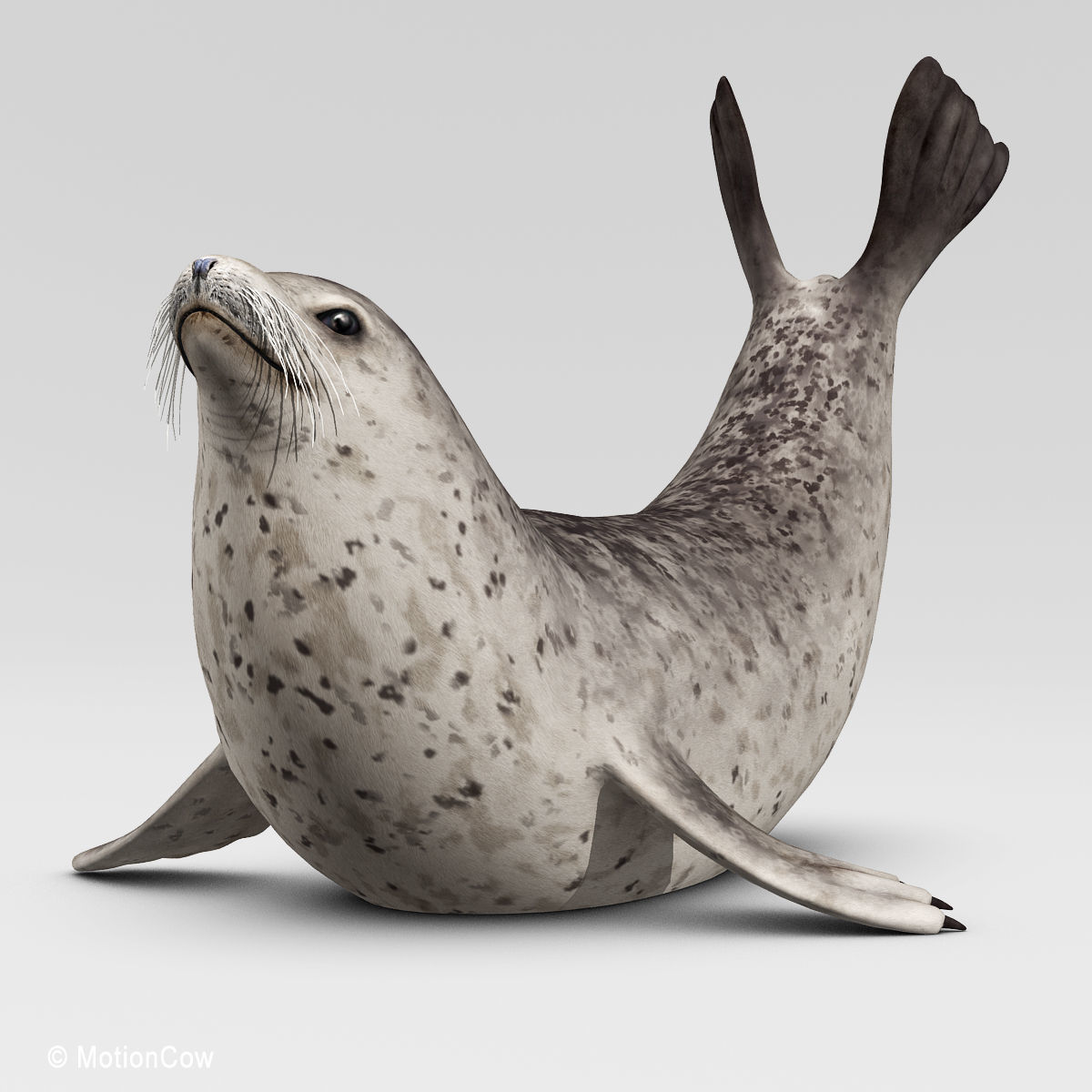 Harbor Seal 3D model_4