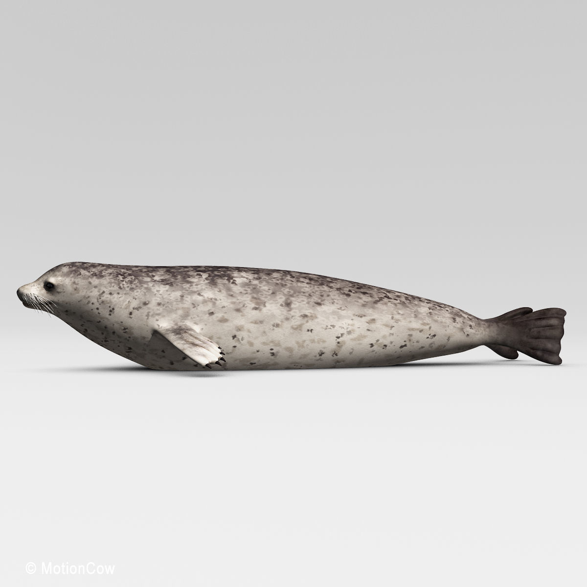 Harbor Seal 3D model_16