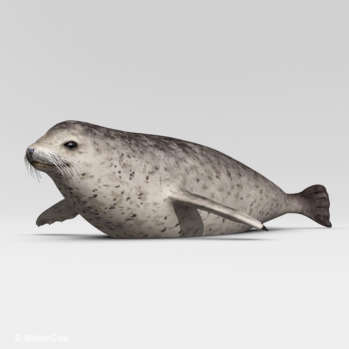 Harbor Seal 3D model_8