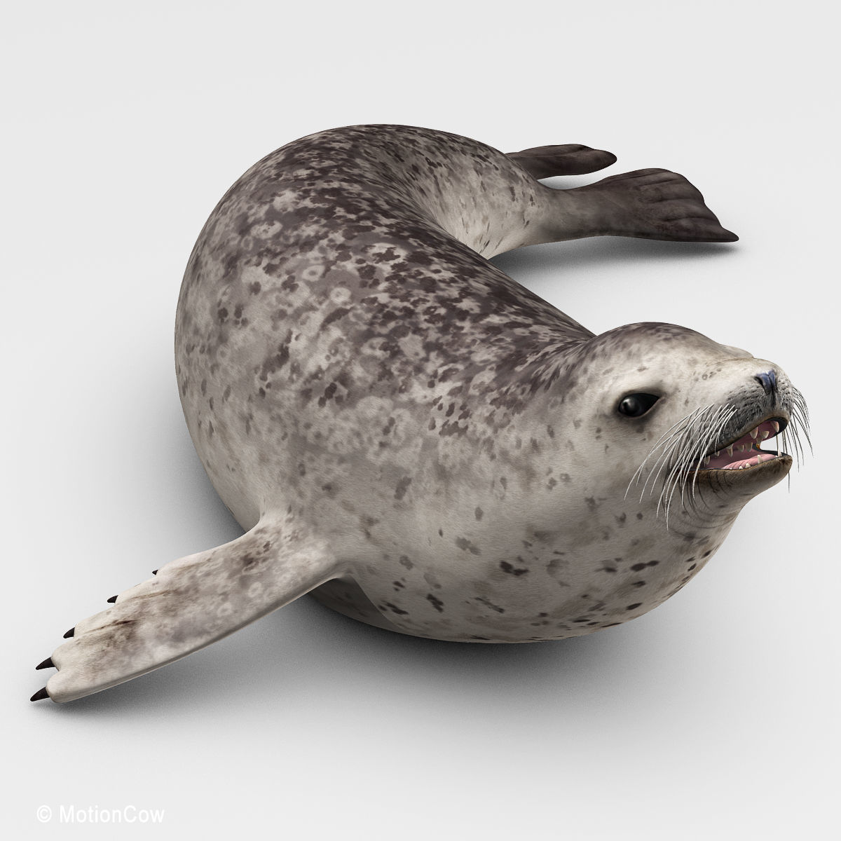Harbor Seal 3D model_3