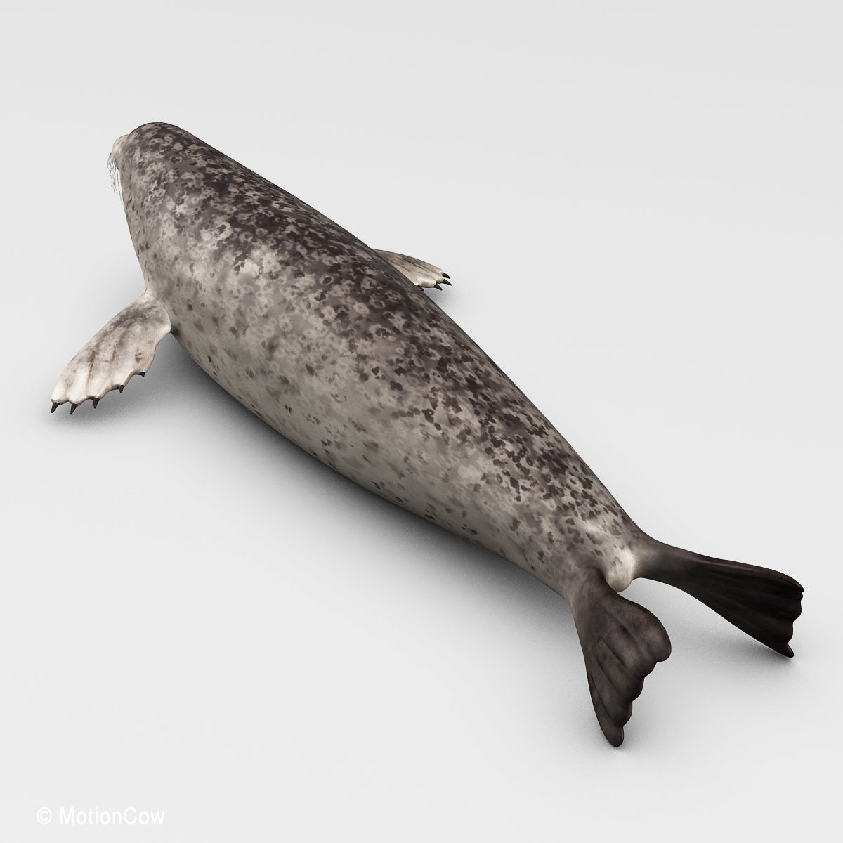 Harbor Seal 3D model_12