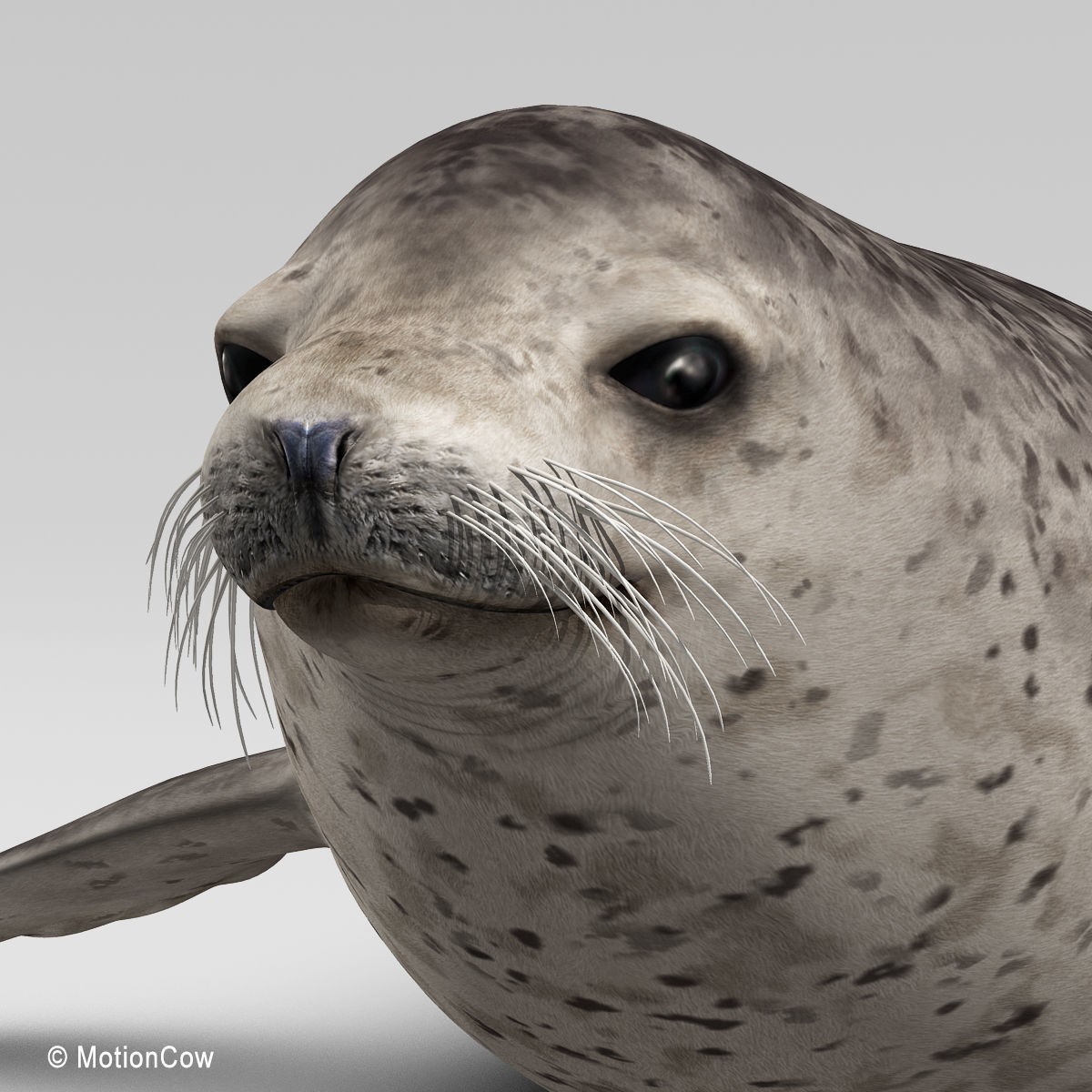 Harbor Seal 3D model_6