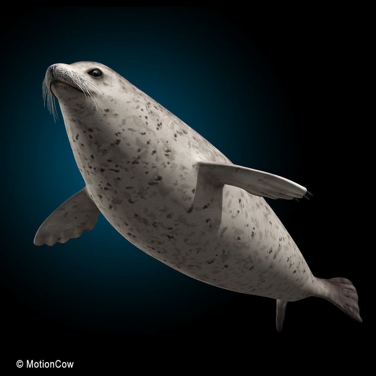 Harbor Seal 3D model_14