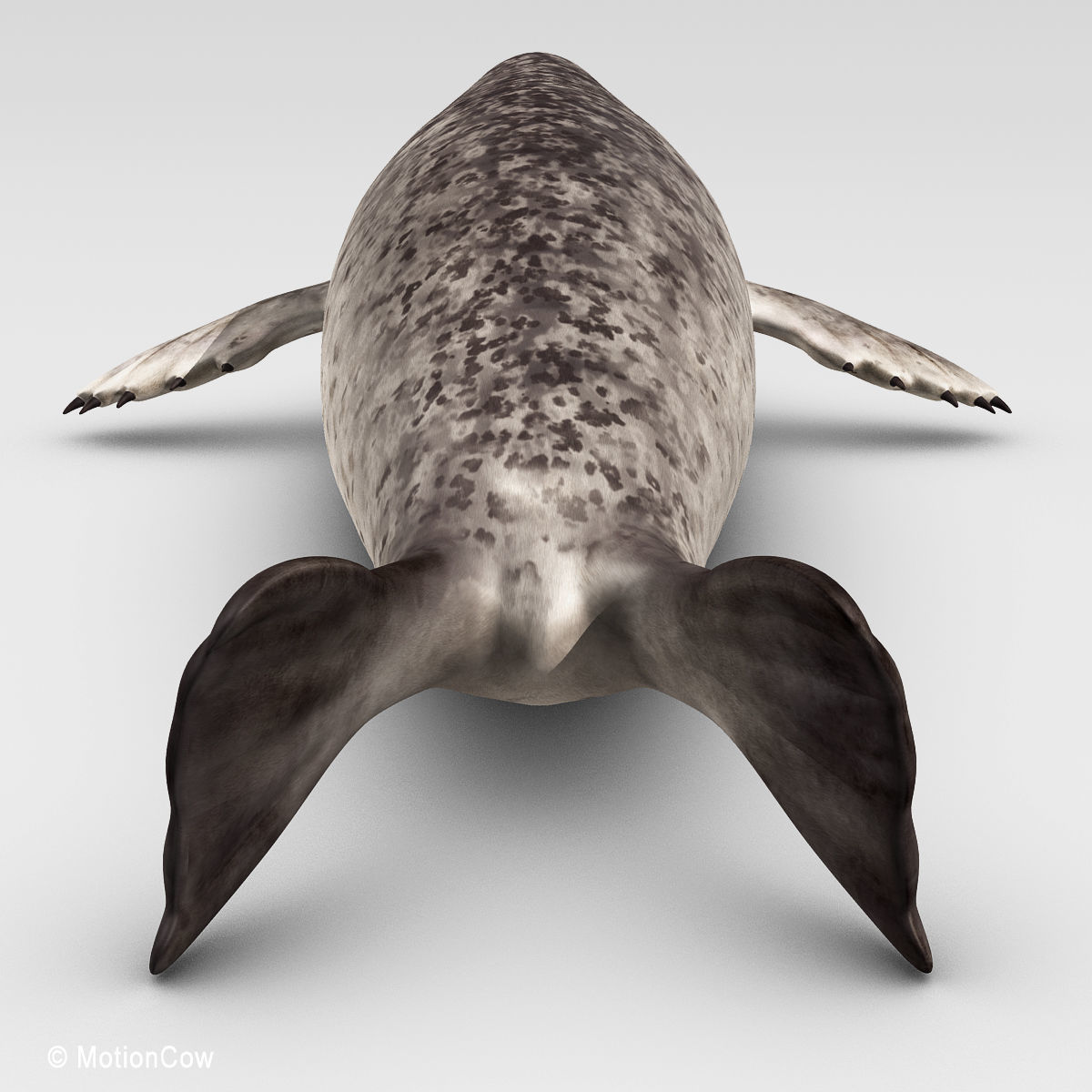 Harbor Seal 3D model_13
