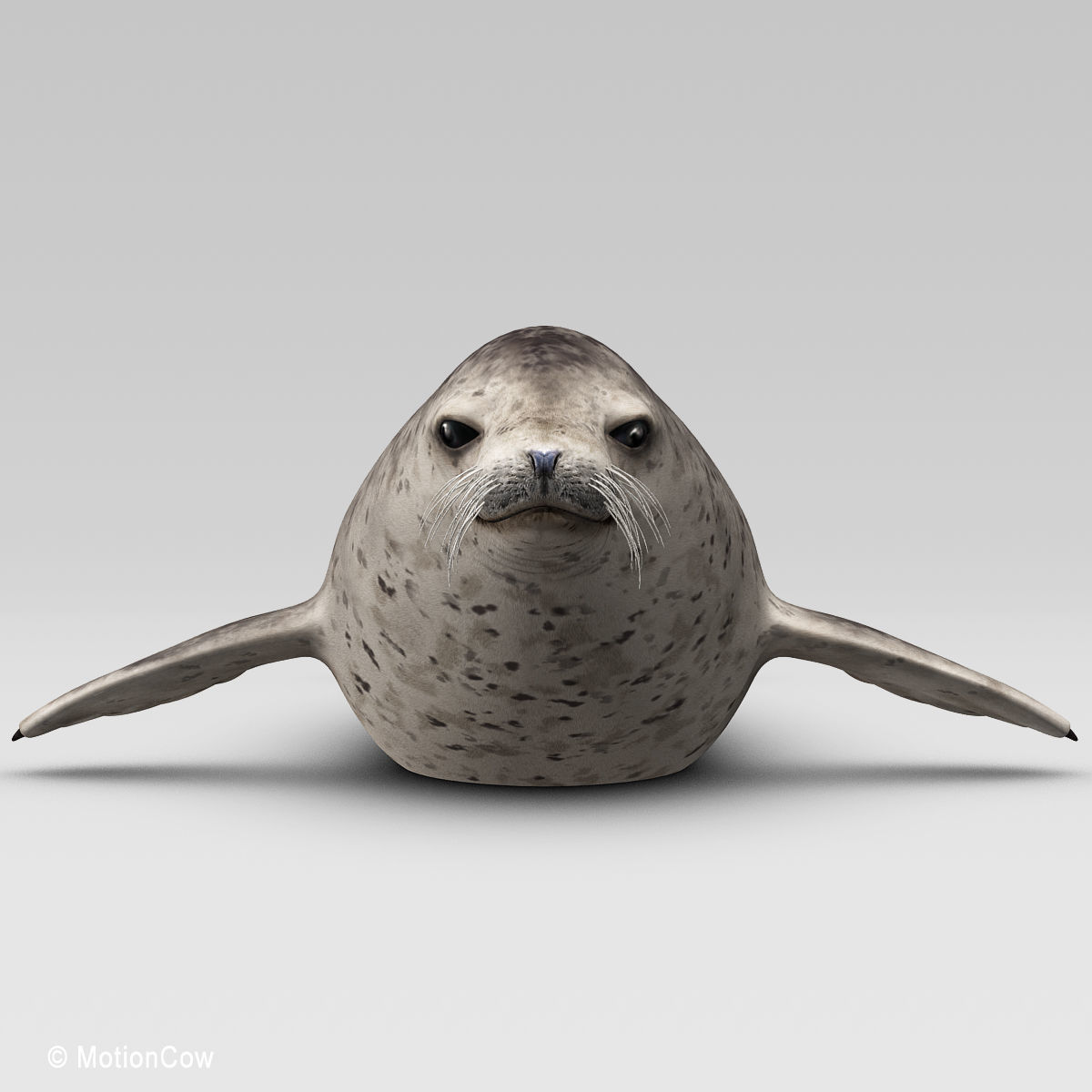 Harbor Seal 3D model_10