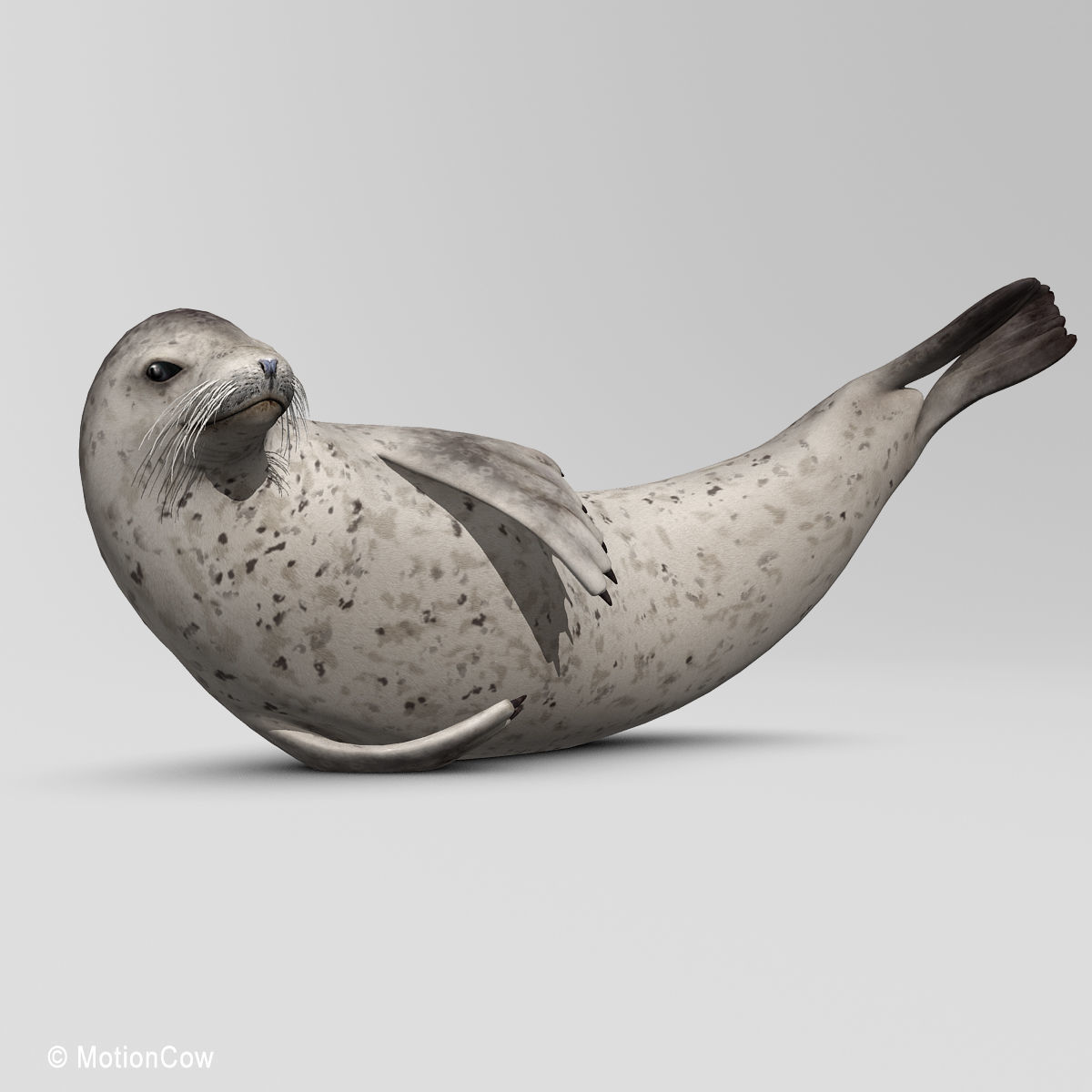 Harbor Seal 3D model_5