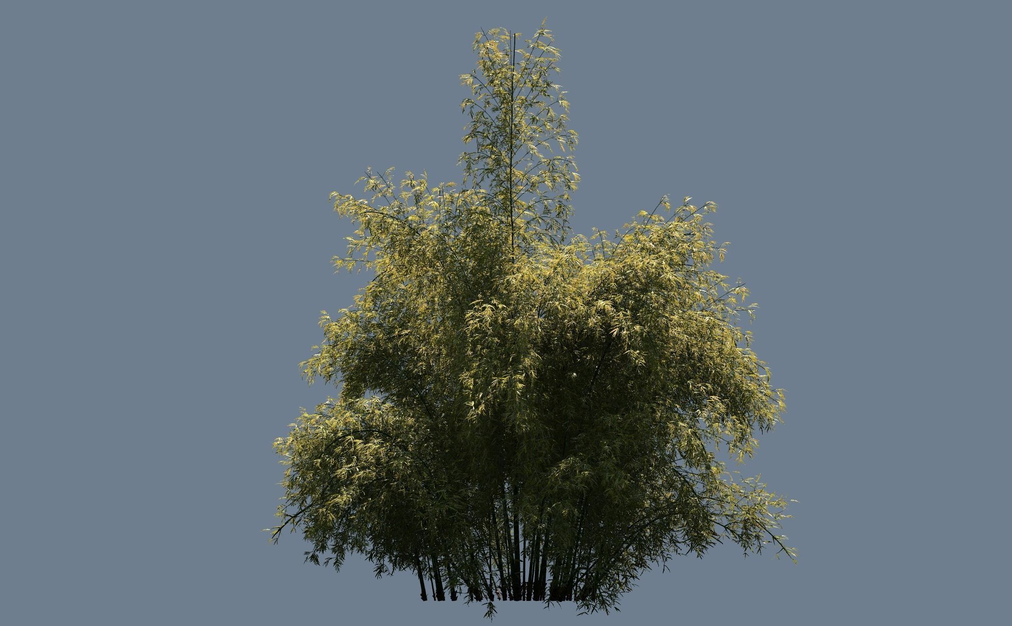 High Quality Bamboo Bush 06 3D model_2
