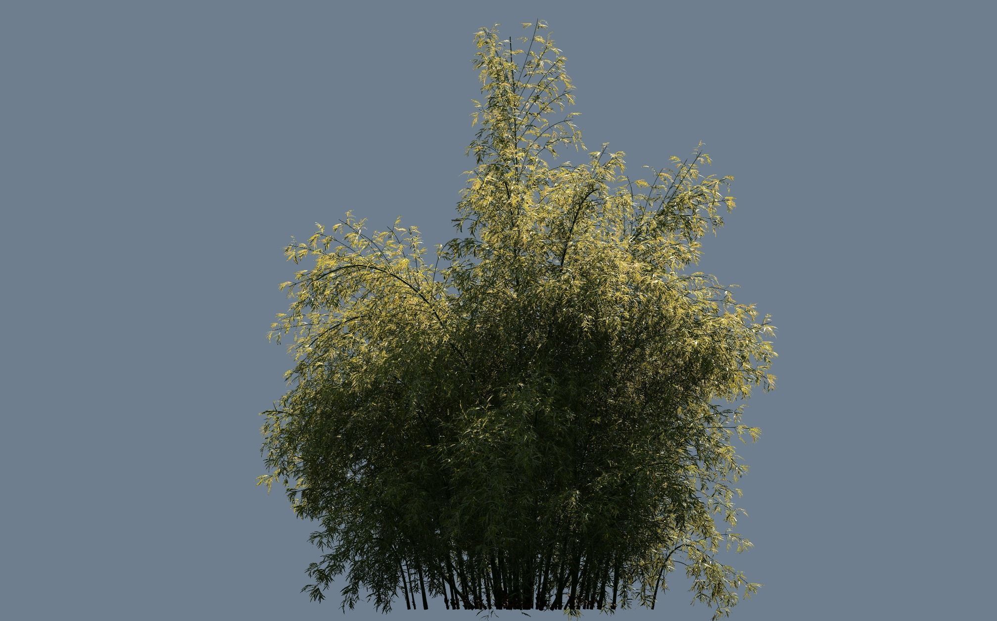 High Quality Bamboo Bush 07 3D model_2