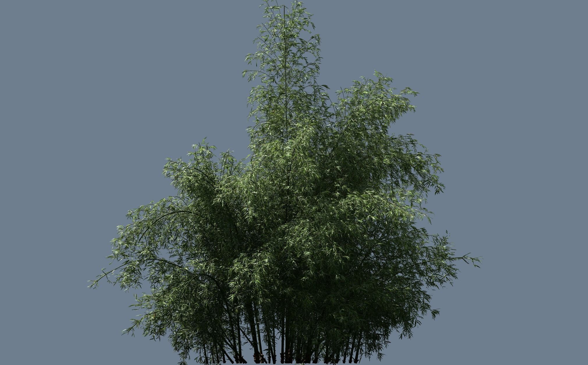 High Quality Bamboo Bush 07 3D model_1