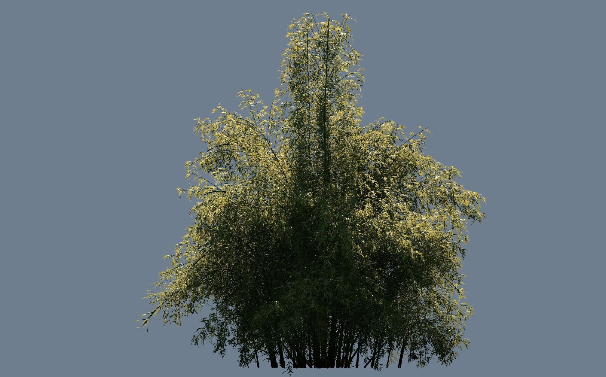High Quality Bamboo Bush 08 3D model_2