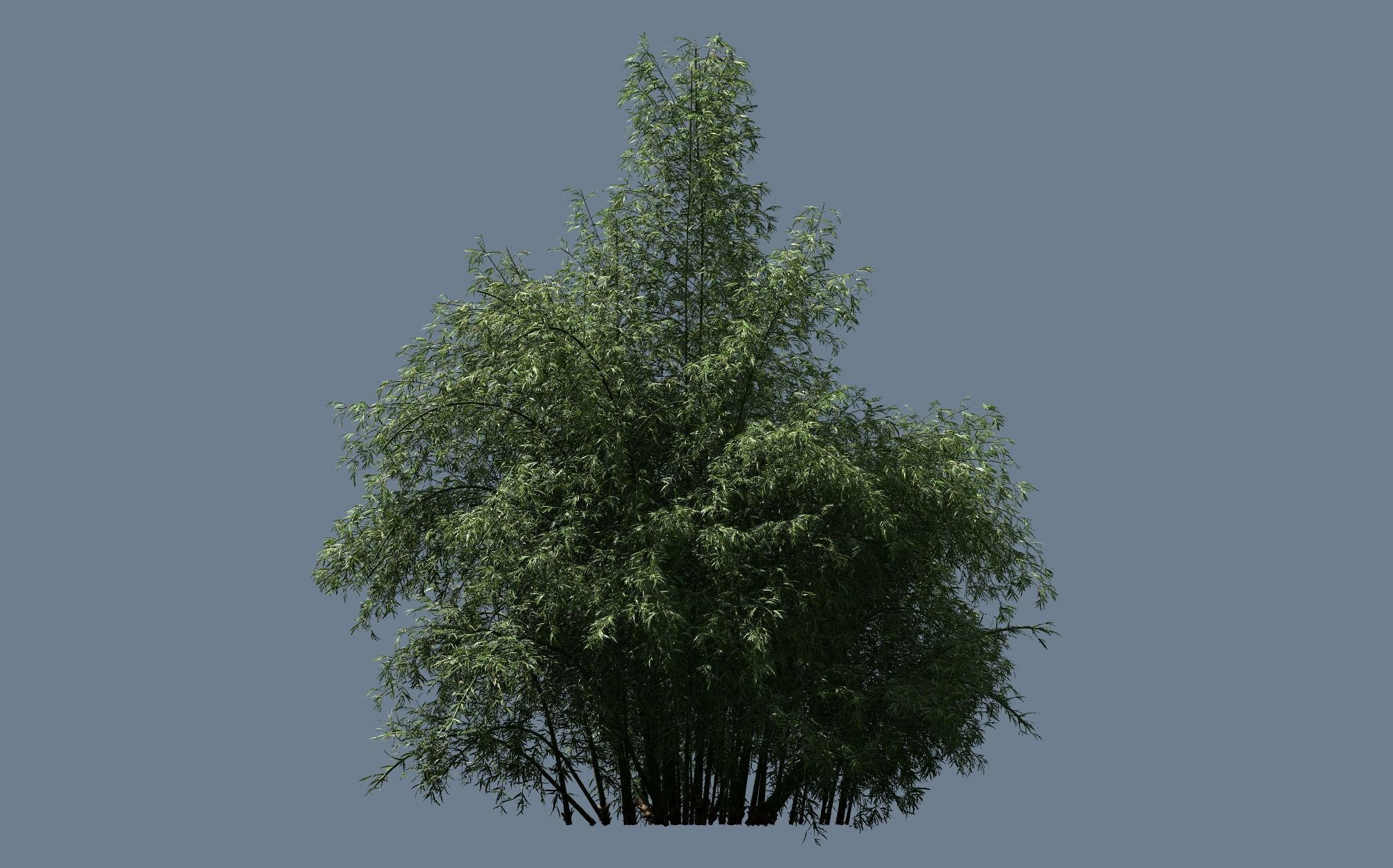 High Quality Bamboo Bush 08 3D model_1