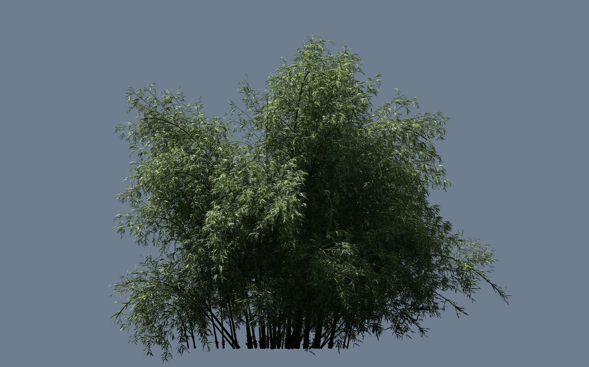 High Quality Bamboo Bush 09 3D model_1