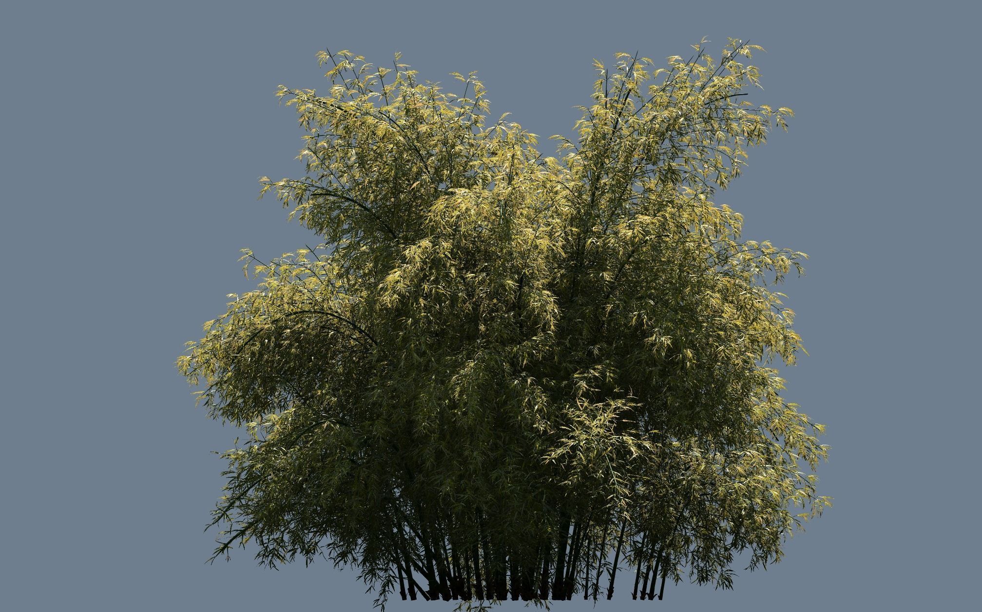 High Quality Bamboo Bush 09 3D model_2