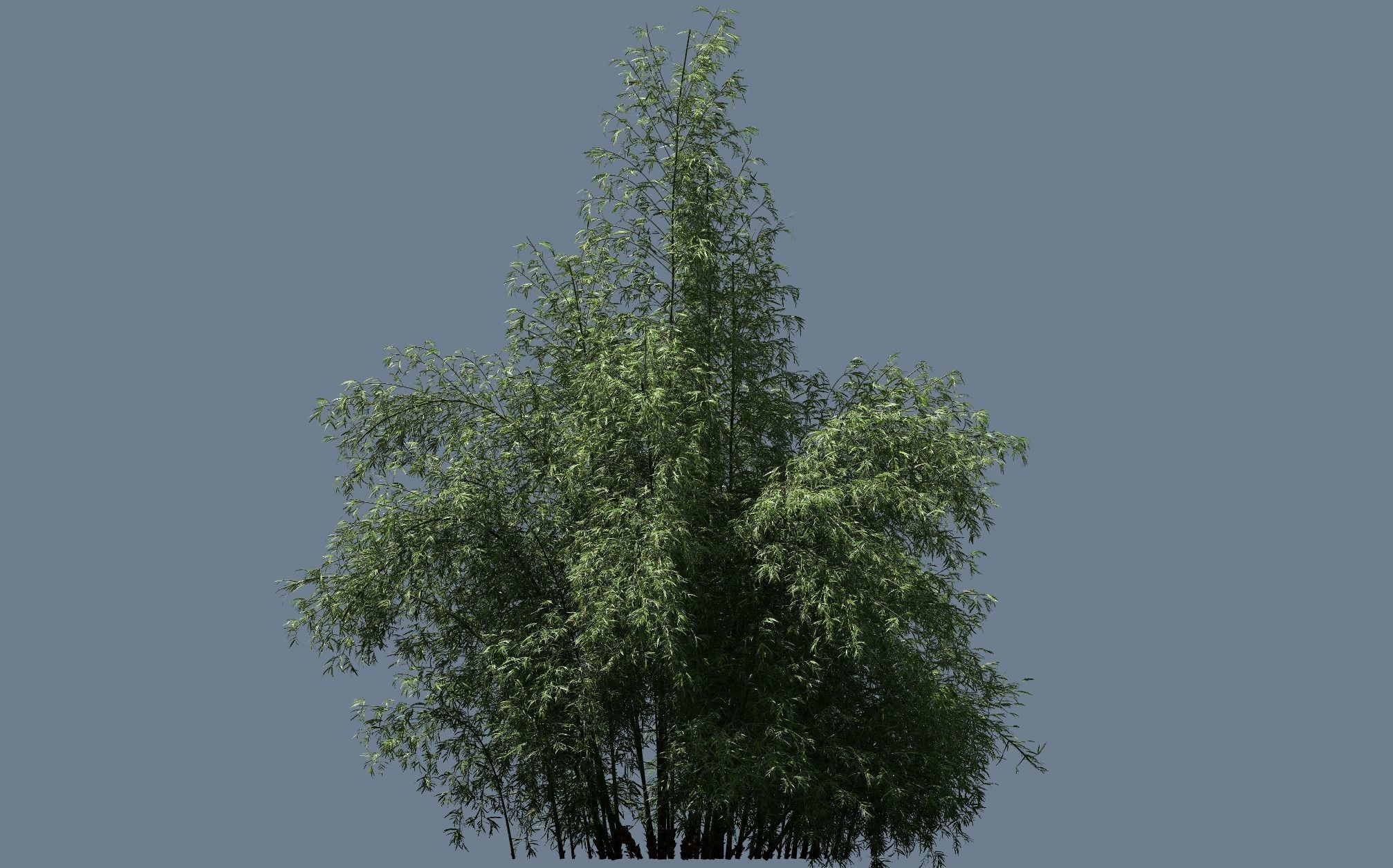 High Quality Bamboo Bush 10 3D model_1
