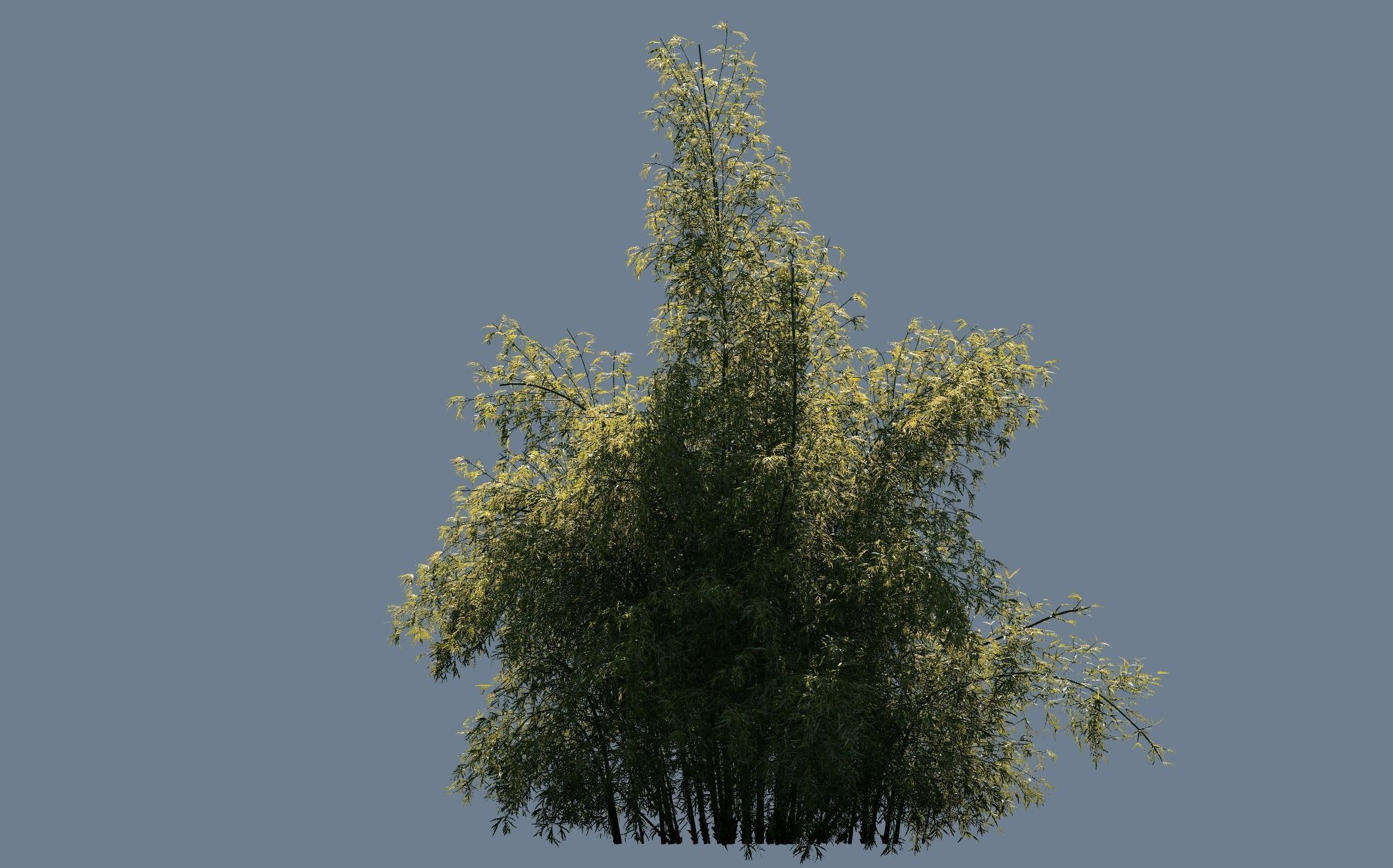 High Quality Bamboo Bush 10 3D model_2