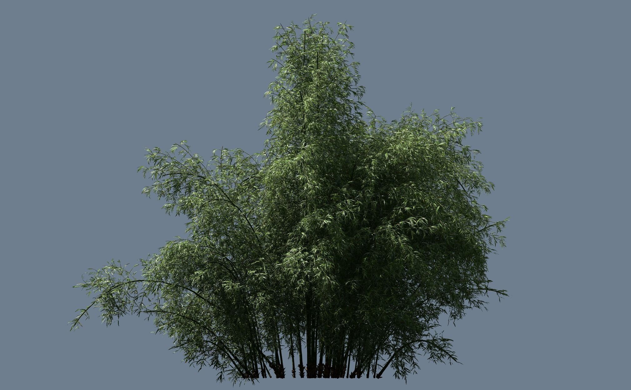 10 High Quality Bamboo Bush collection _15