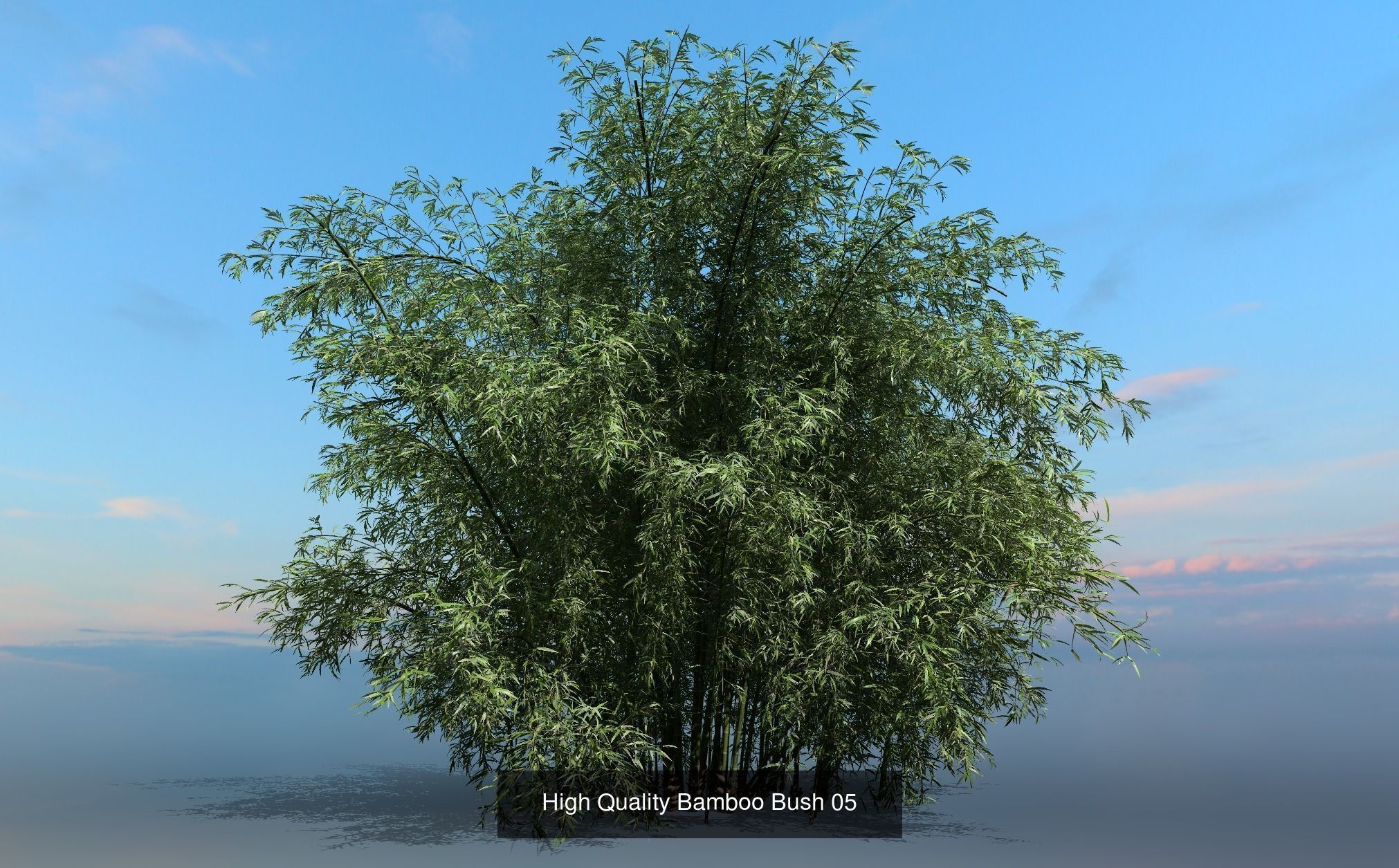 10 High Quality Bamboo Bush collection _6