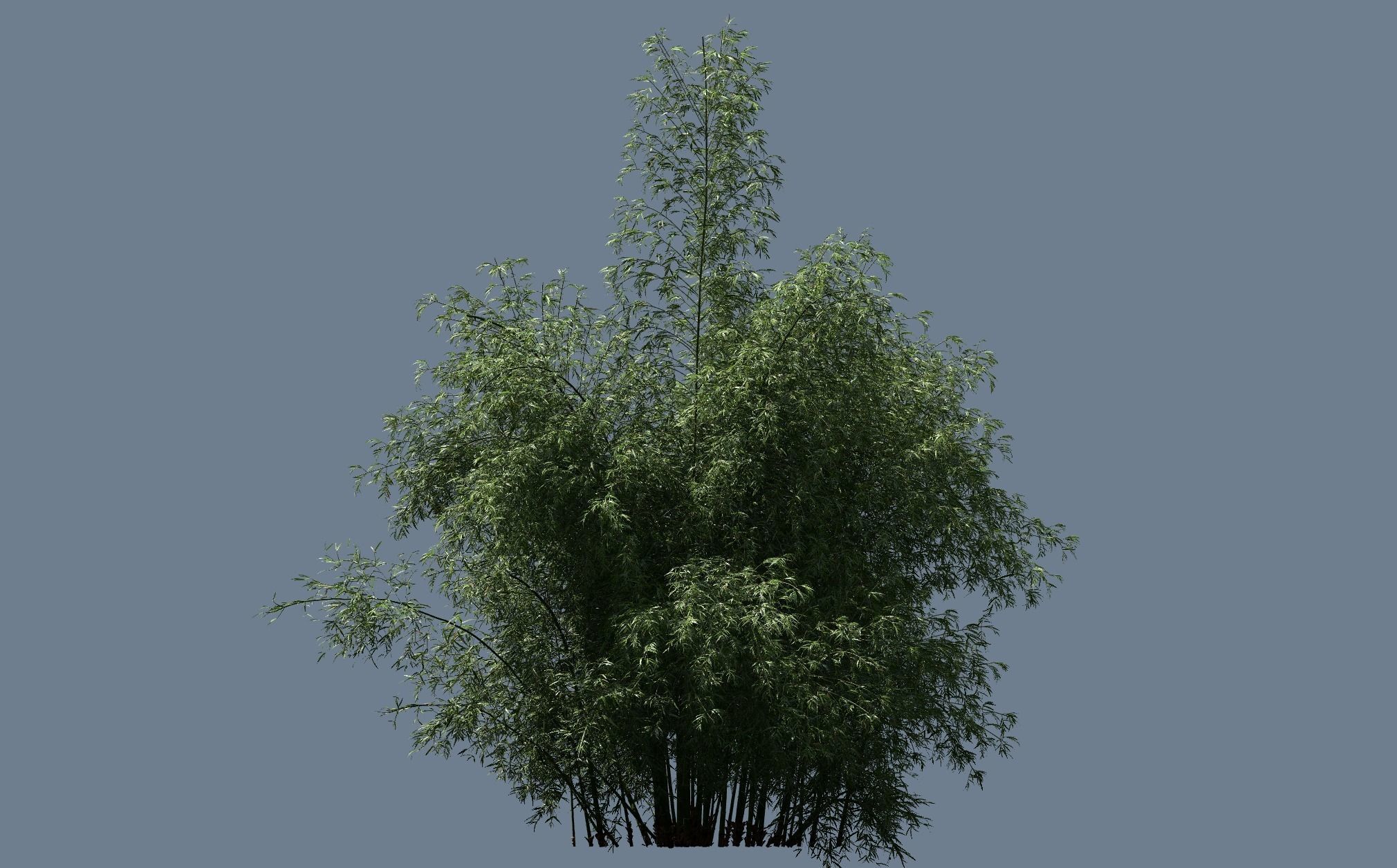 10 High Quality Bamboo Bush collection _23