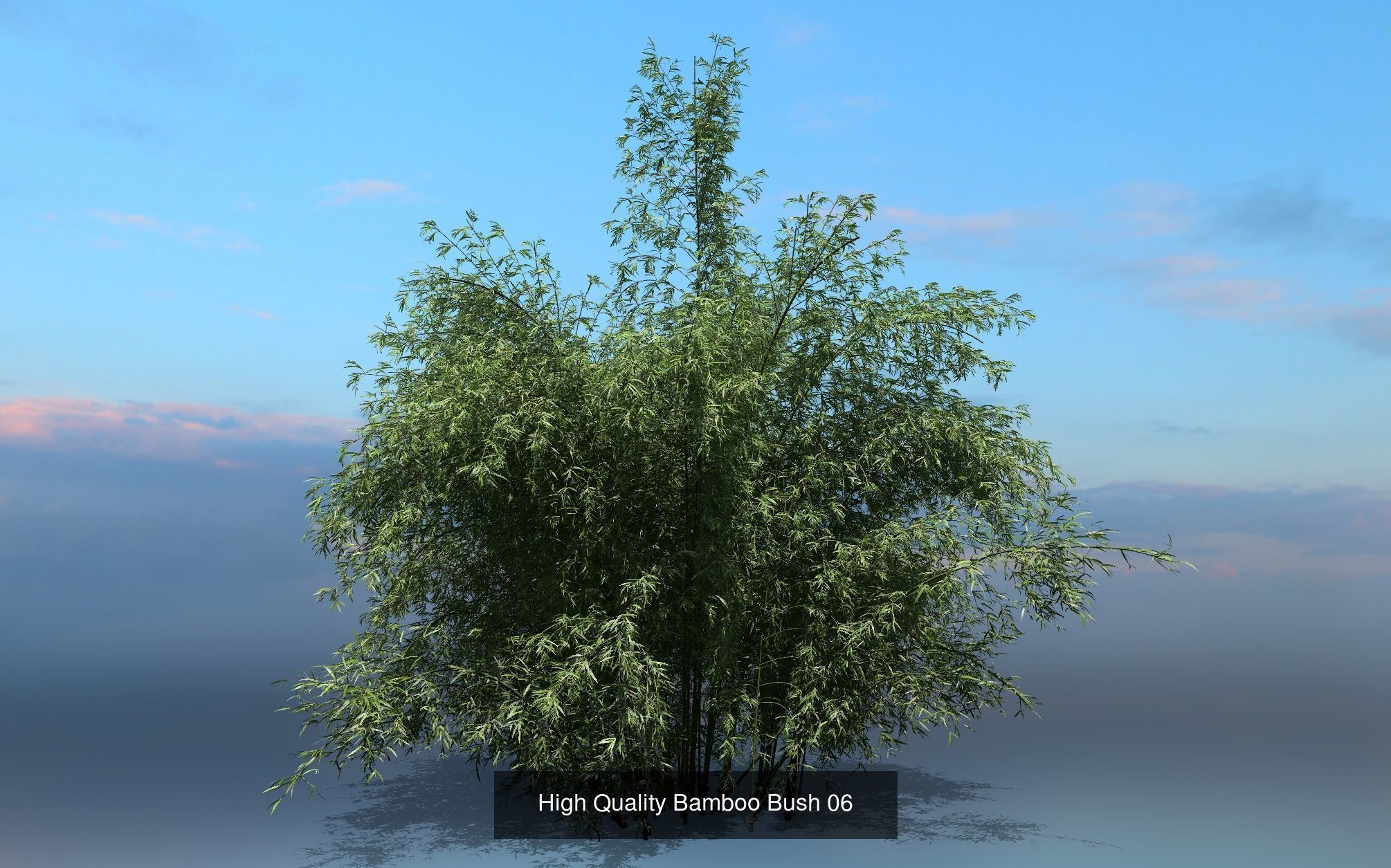 10 High Quality Bamboo Bush collection _7