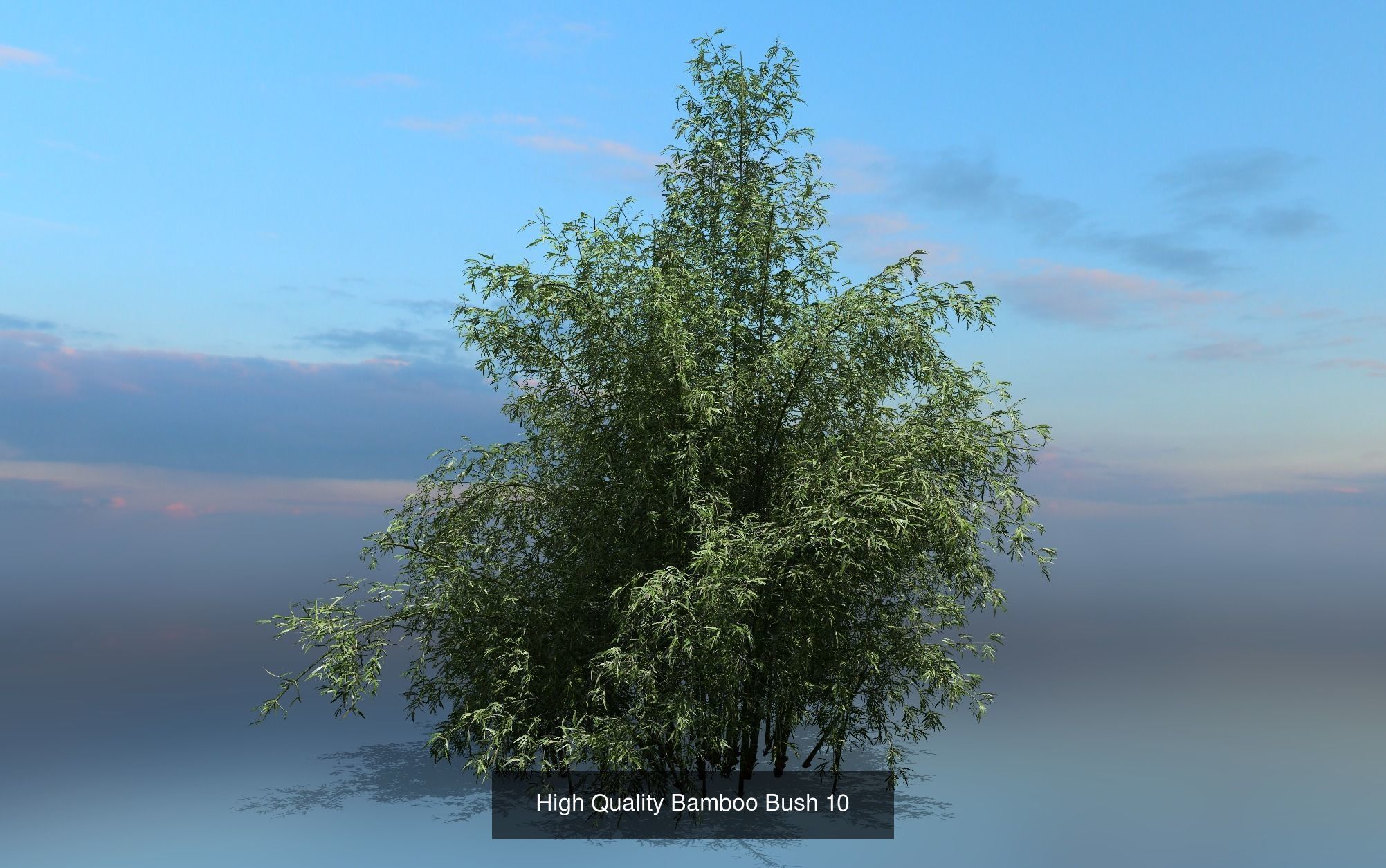 10 High Quality Bamboo Bush collection _11