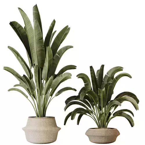 Plants Ravenala Banana Strelitzia Nicolai Bird Of Paradise 3D model
