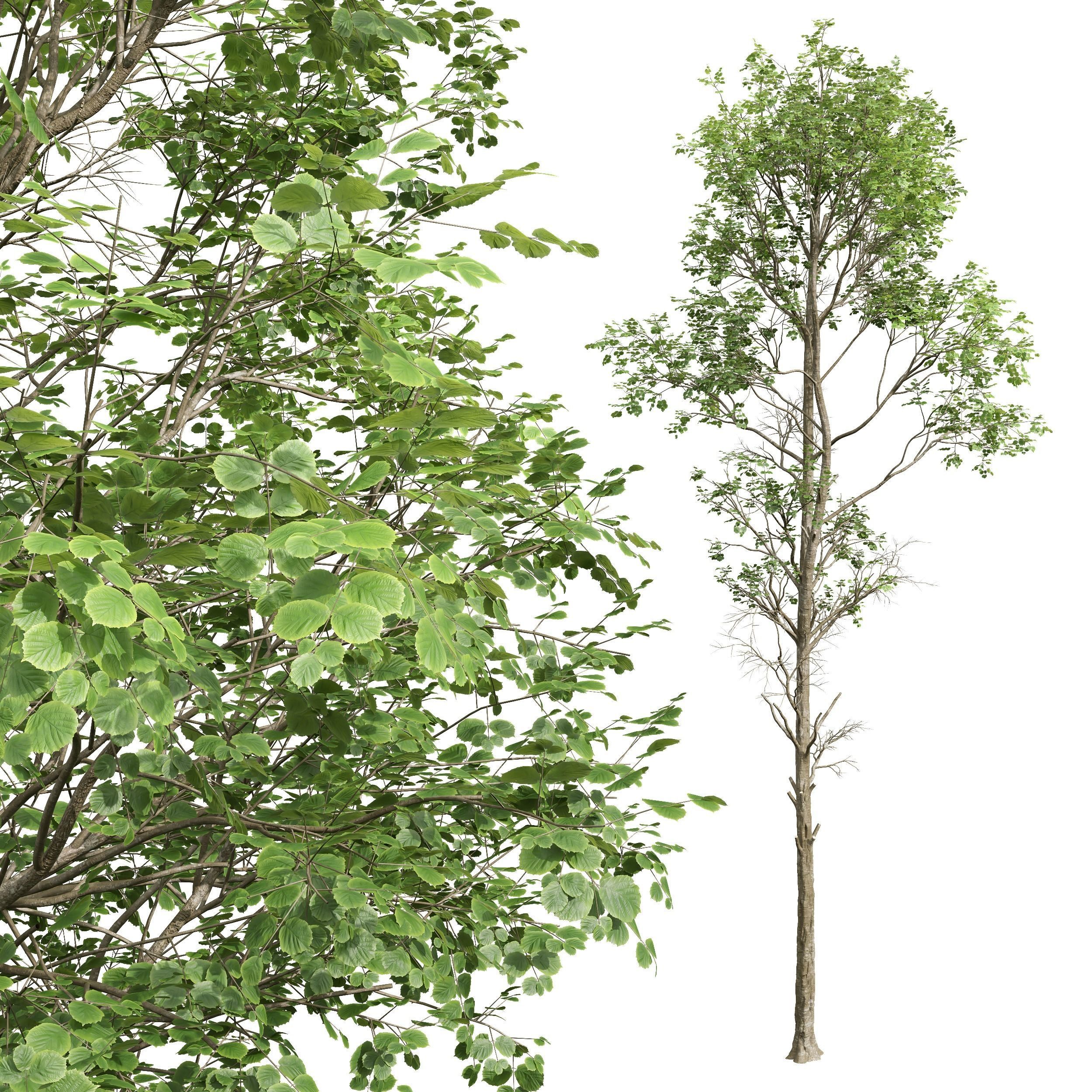 spring trees Fagus Sylvatica 3D model_1
