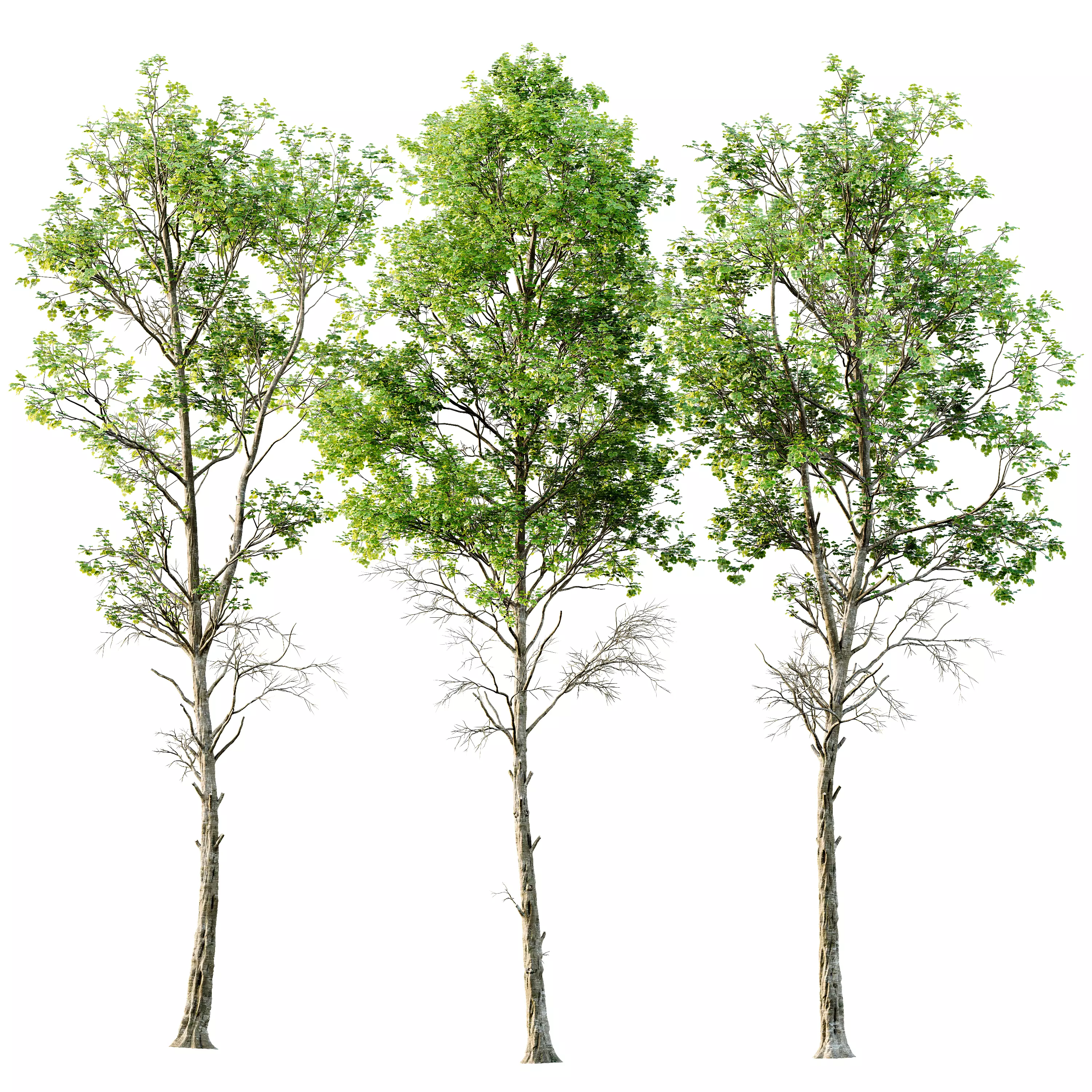 spring trees Fagus Sylvatica 3D model_0