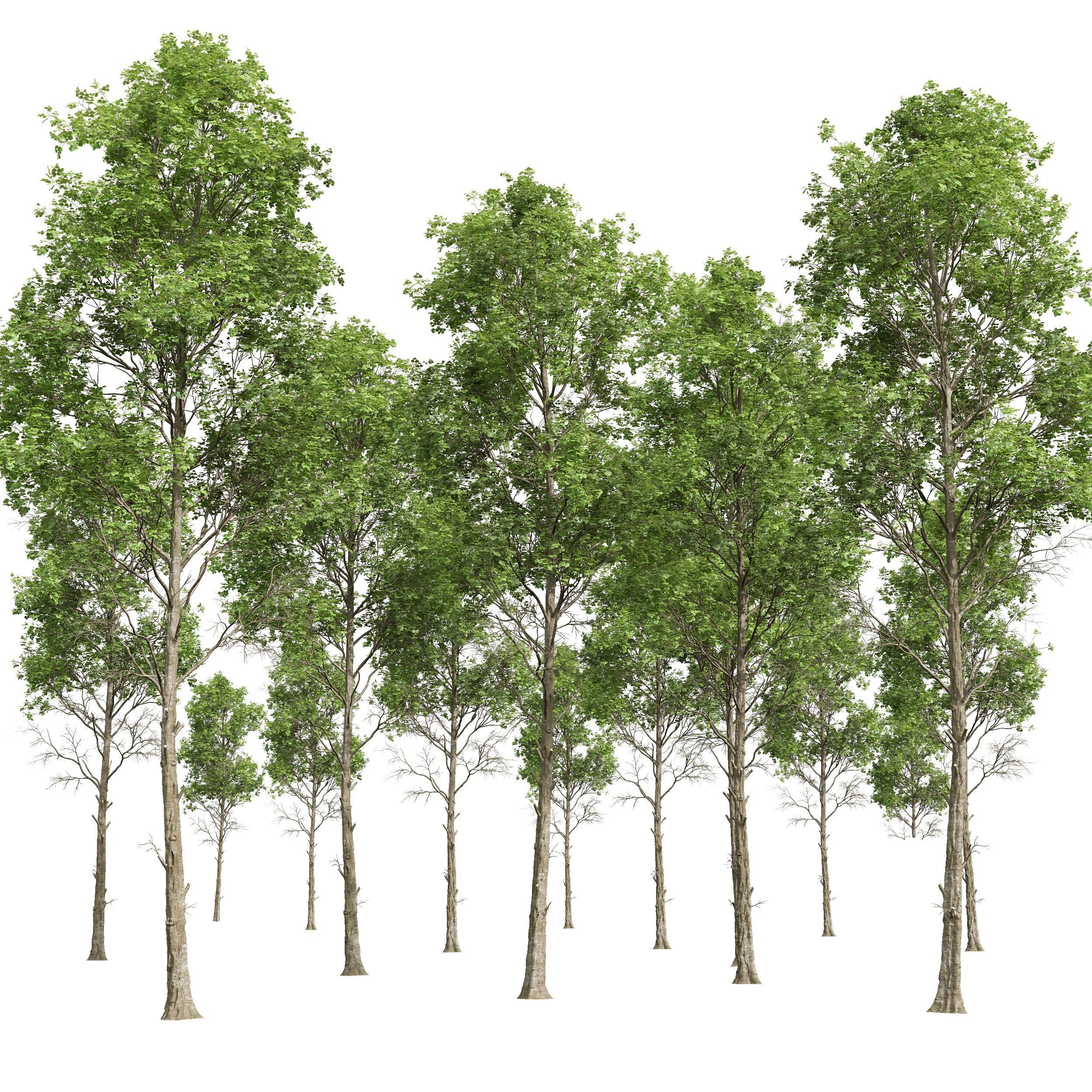 spring trees Fagus Sylvatica 3D model_5
