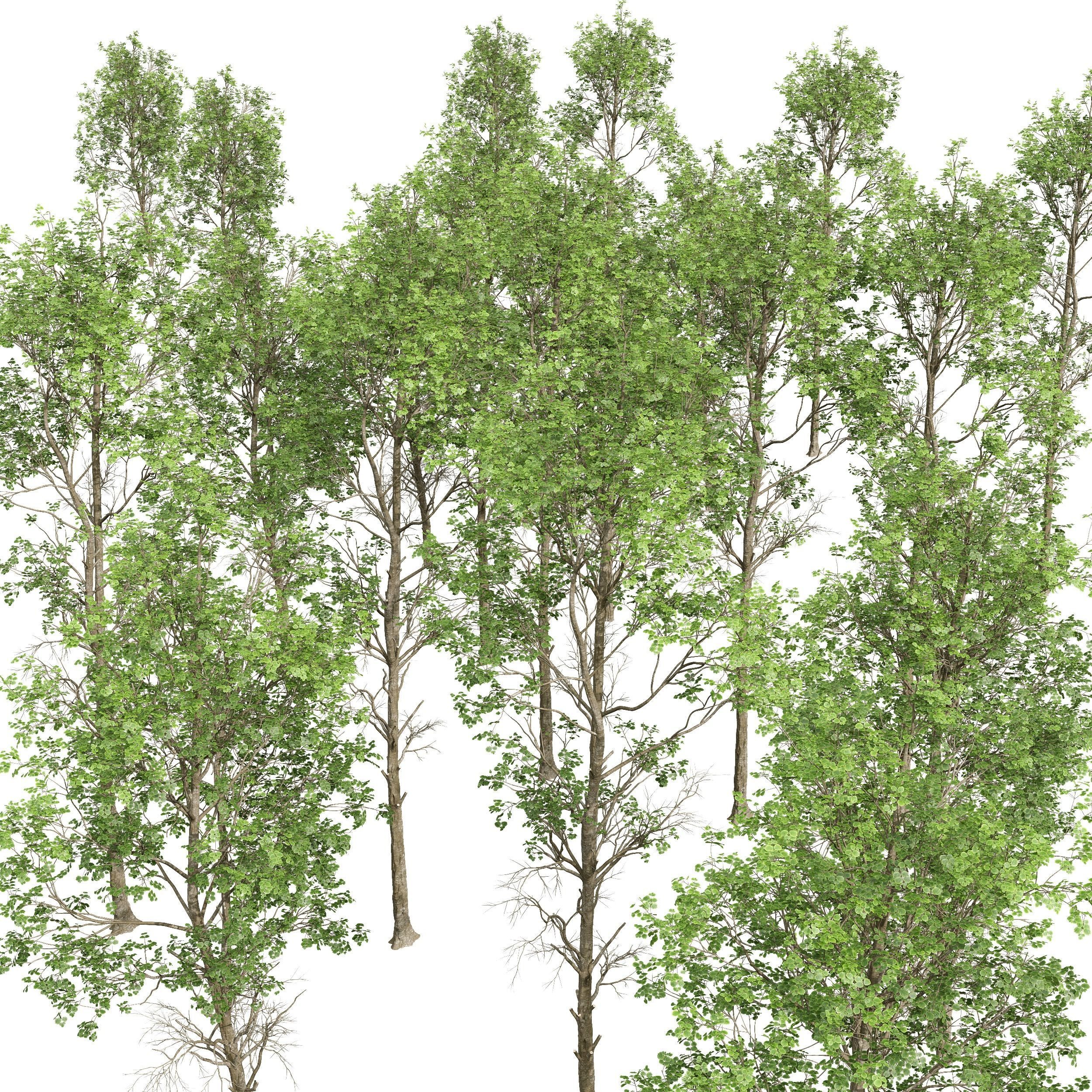 spring trees Fagus Sylvatica 3D model_8