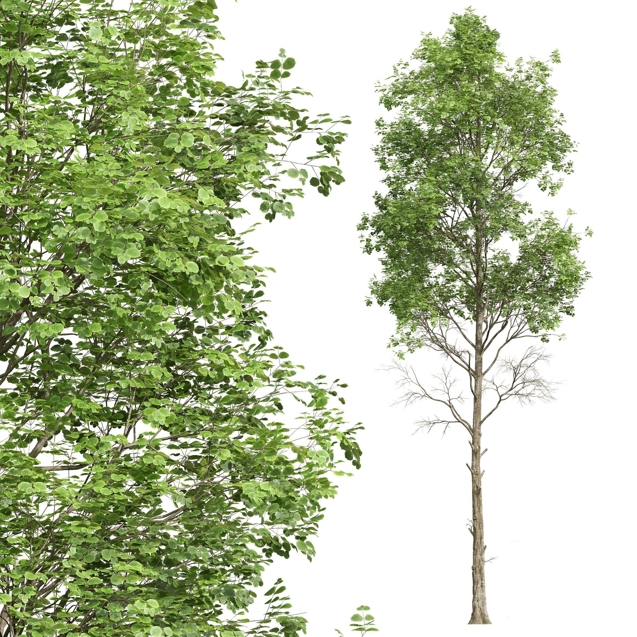 spring trees Fagus Sylvatica 3D model_7
