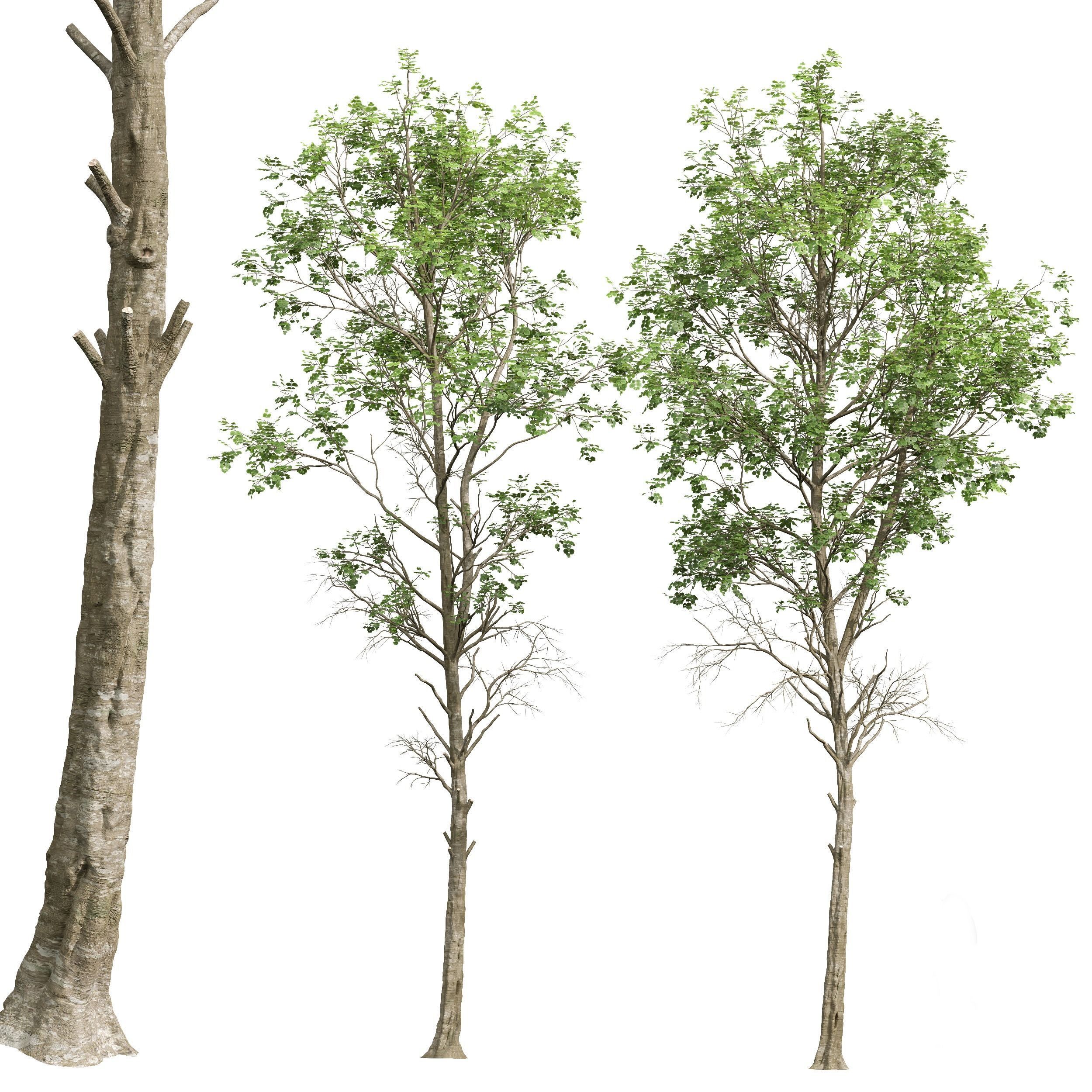 spring trees Fagus Sylvatica 3D model_4
