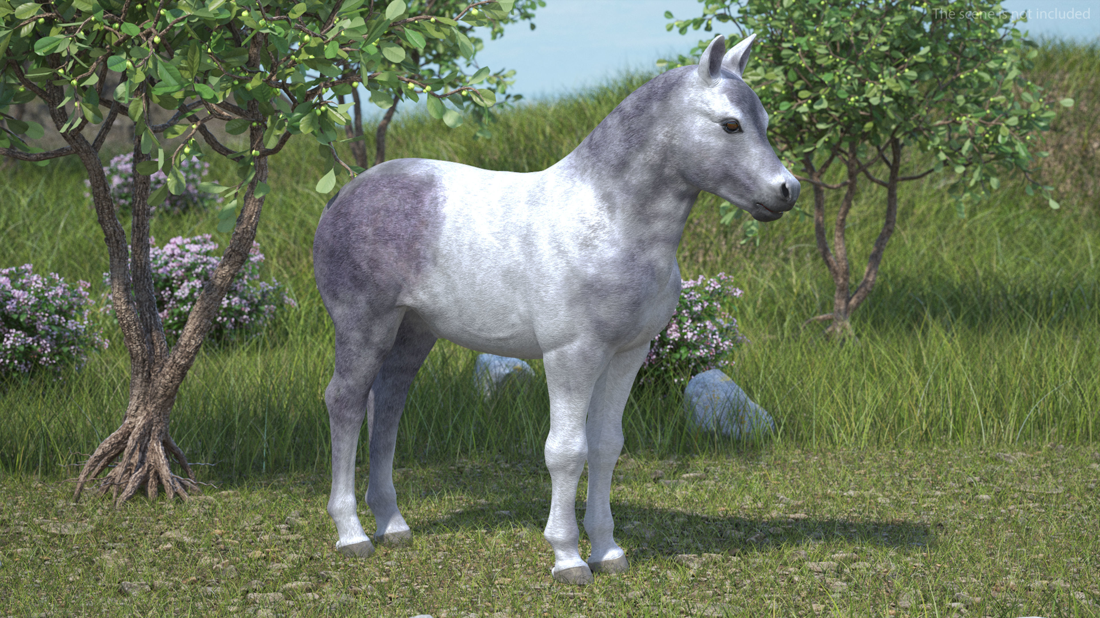 Shetland Pony White Rigged for Maya 3D model