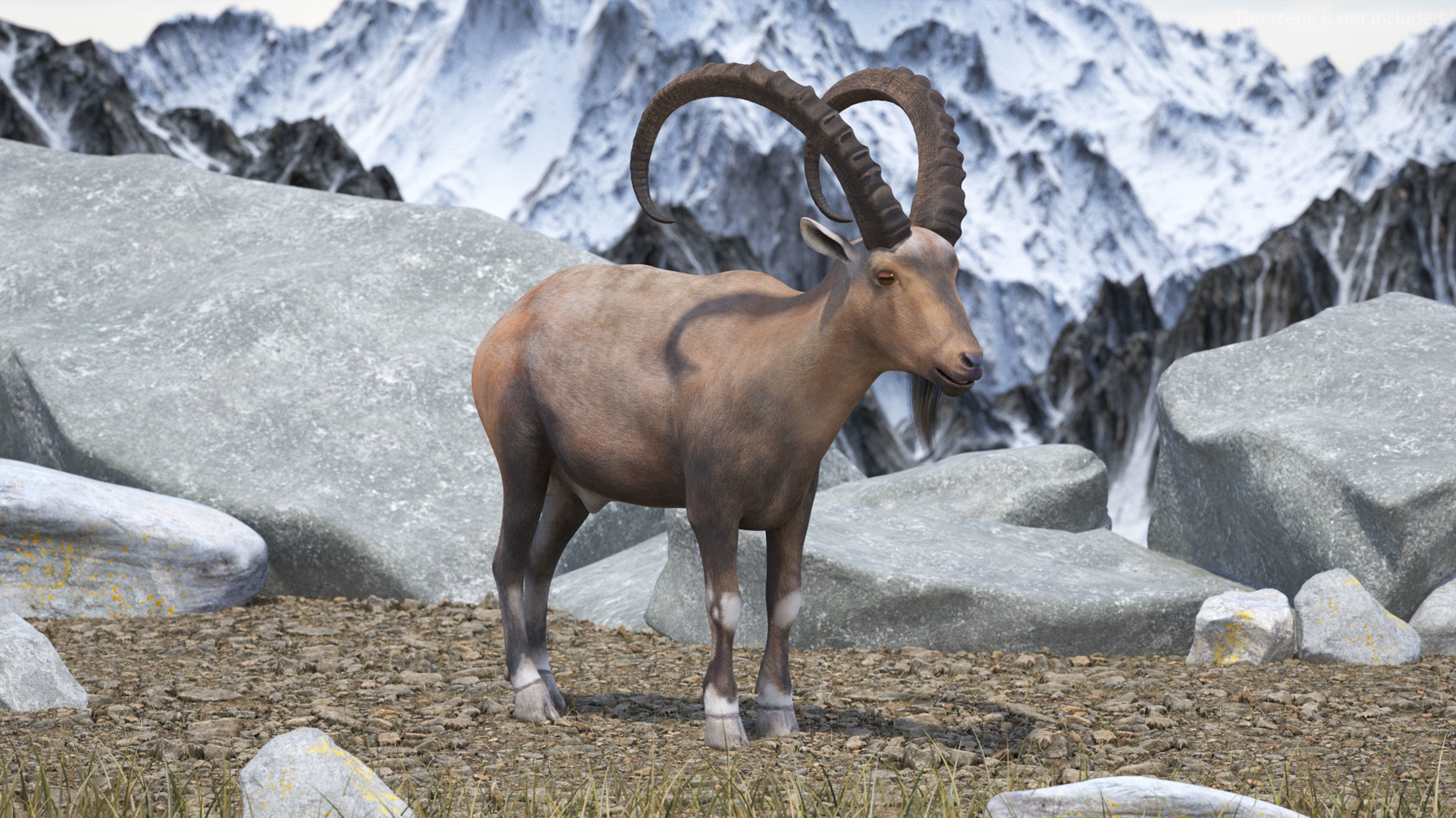 Alpine Ibex Rigged for Cinema 4D 3D model
