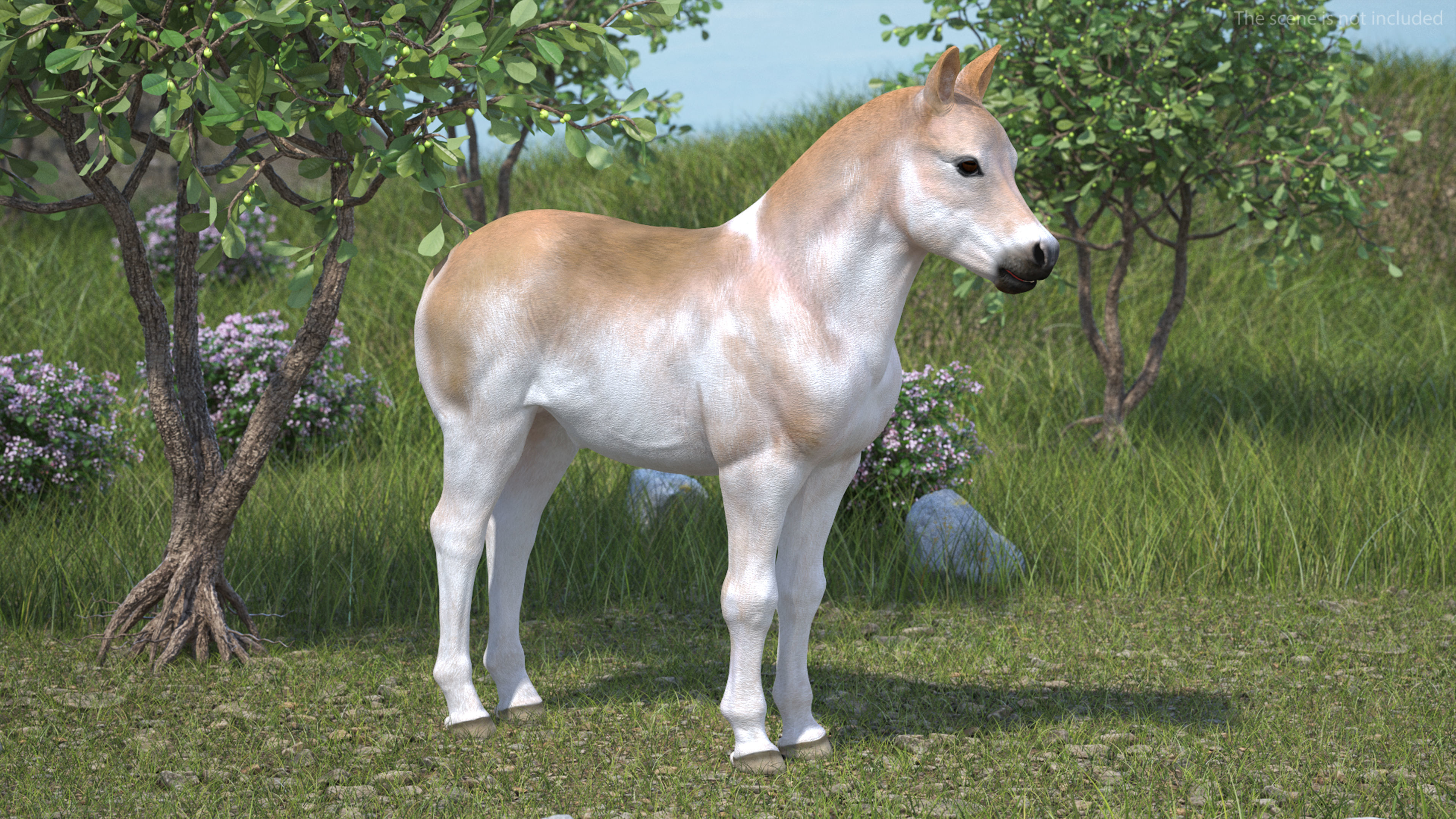 Realistic Shetland Pony Rigged for Cinema 4D 3D model