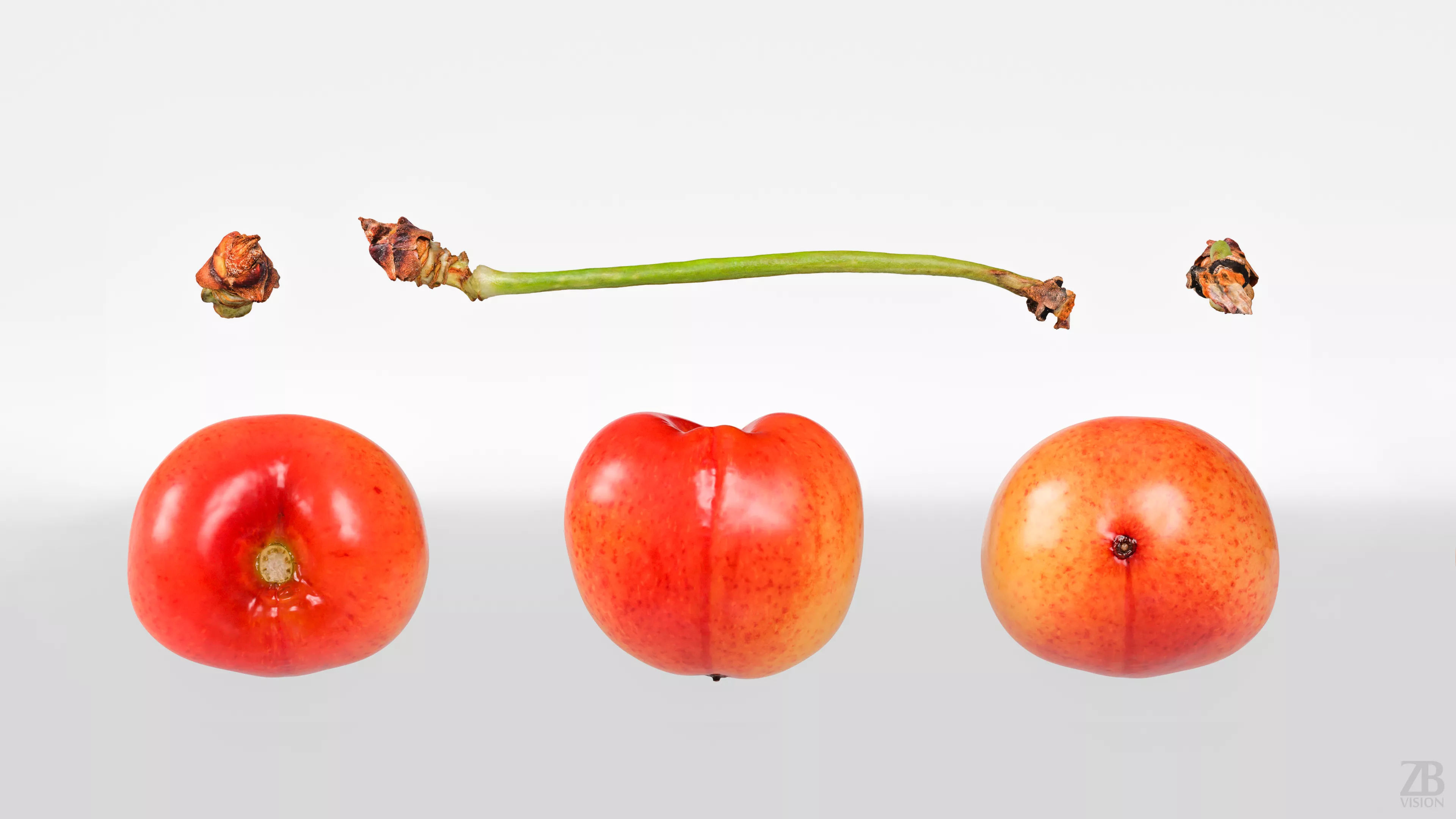 Cherry 3D model_4