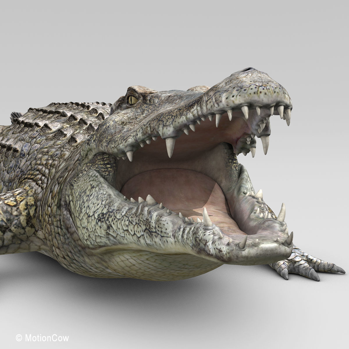 Crocodile 3D model_13