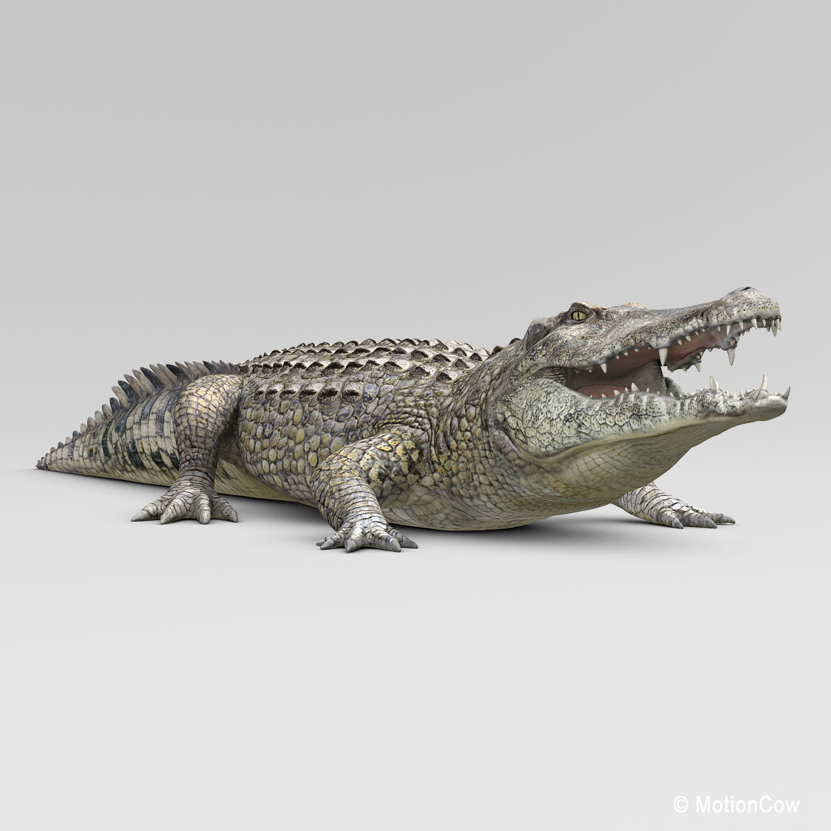 Crocodile 3D model_20