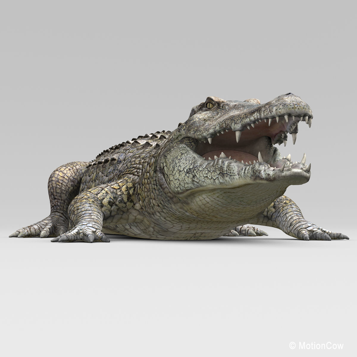 Crocodile 3D model_18