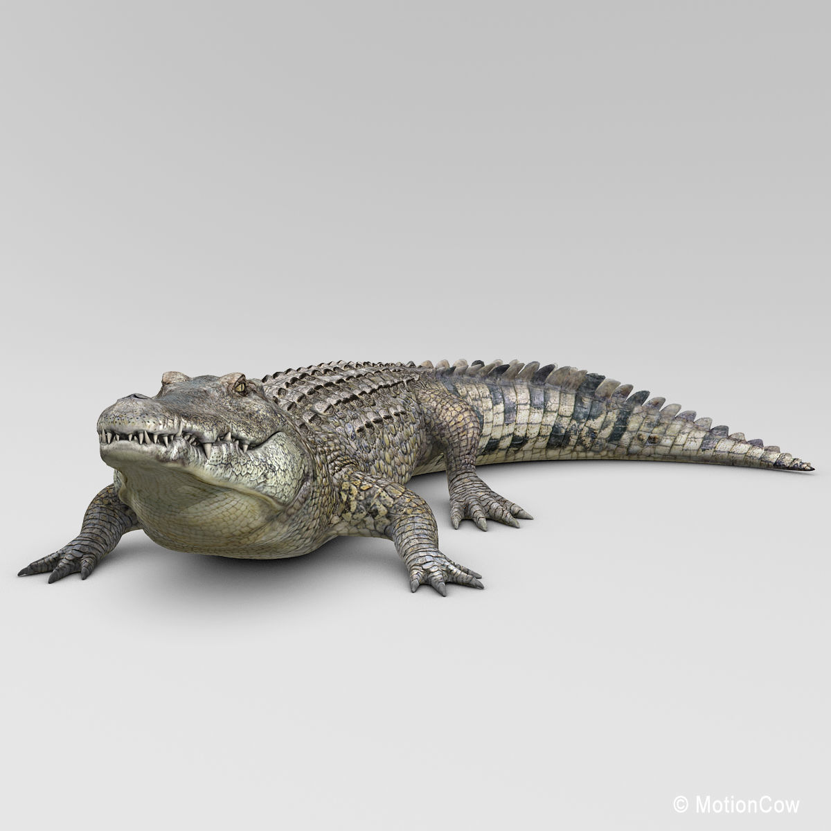 Crocodile 3D model_4