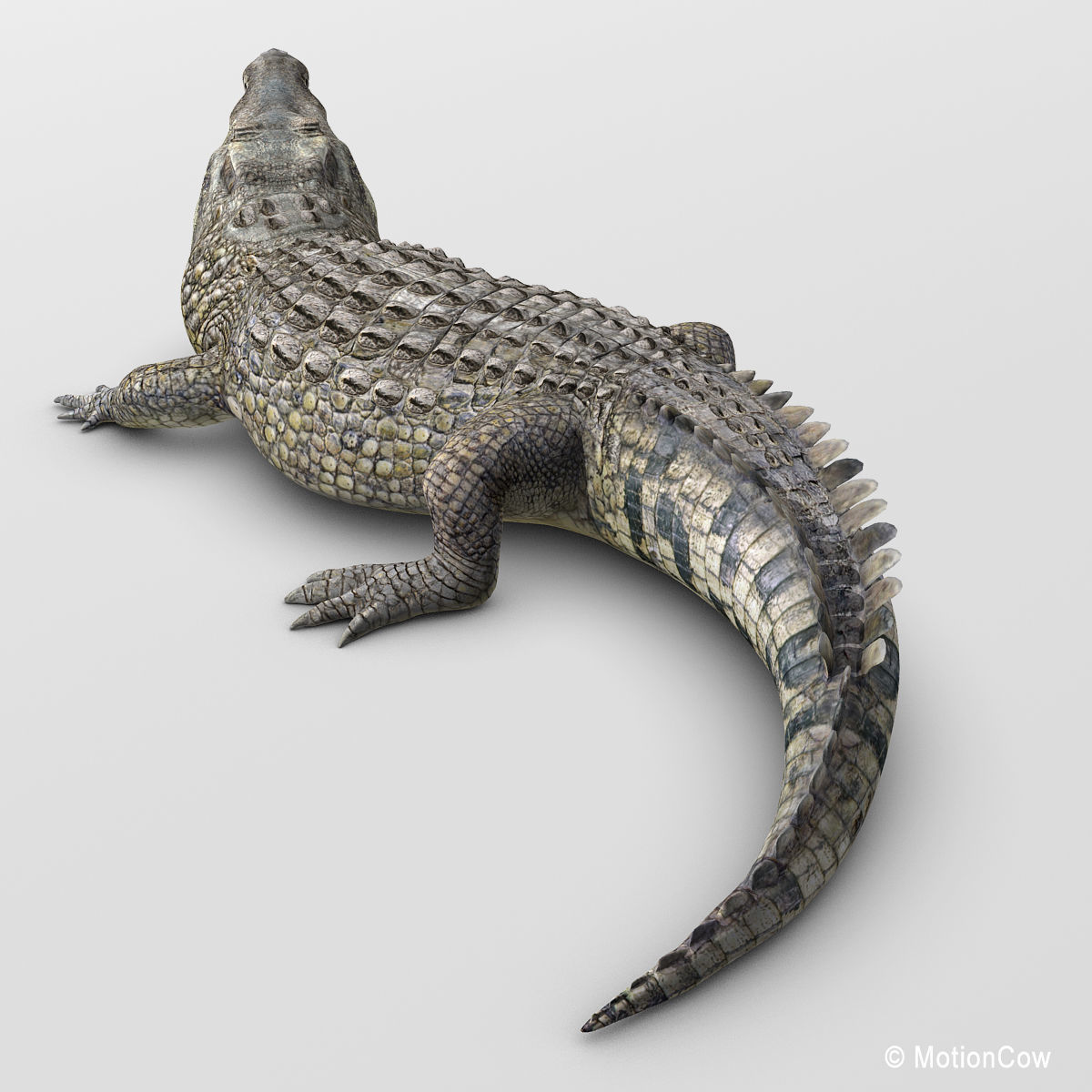 Crocodile 3D model_3