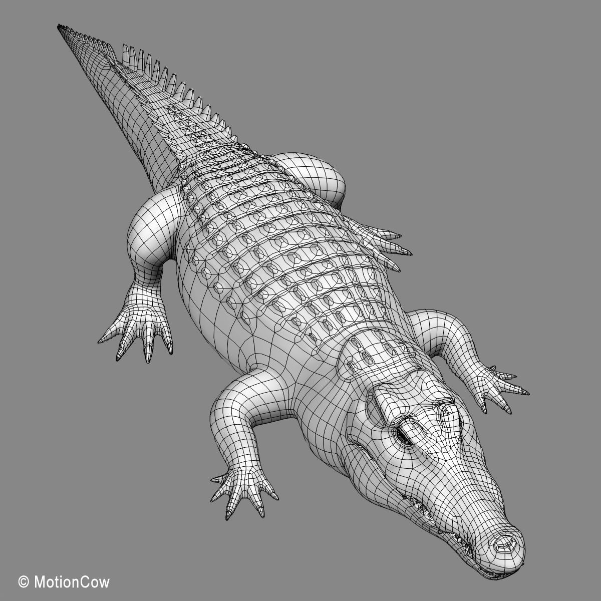 Crocodile 3D model_23