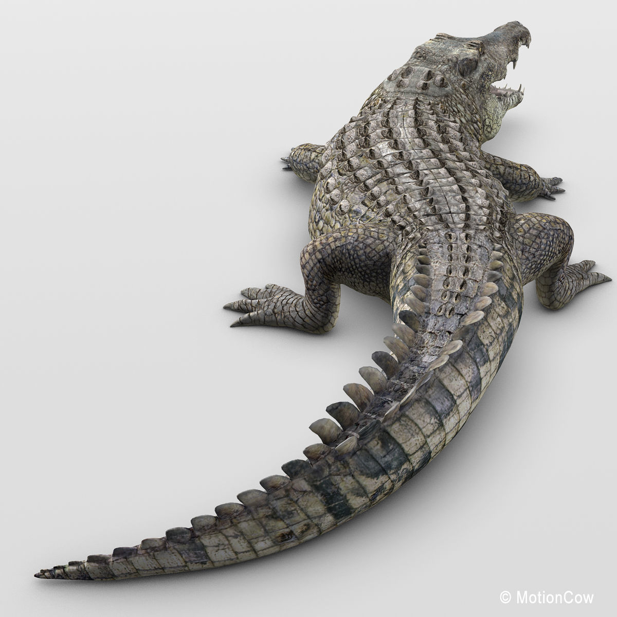 Crocodile 3D model_7